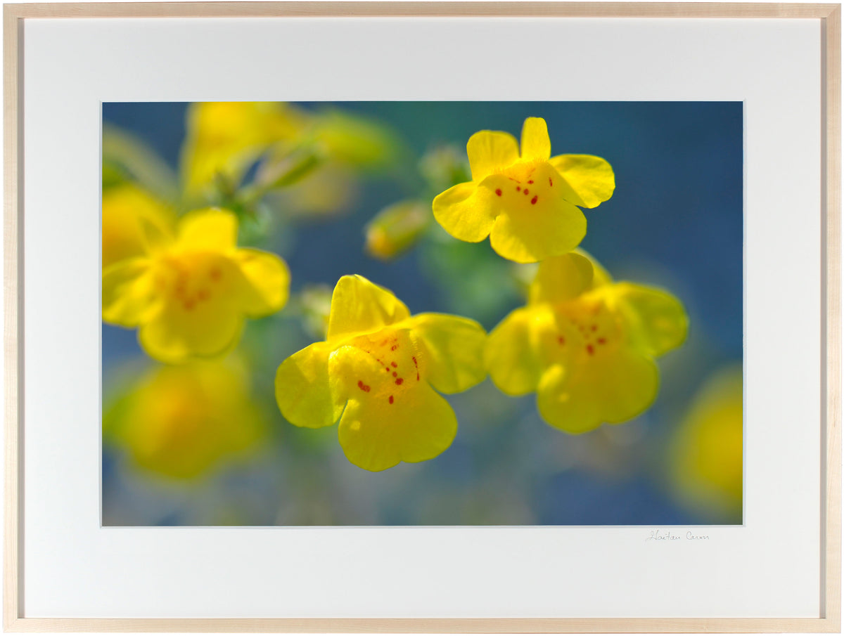 <I>Yellow Monkeys</I><br>Mendocino, California, 2013<br><br>GC0360