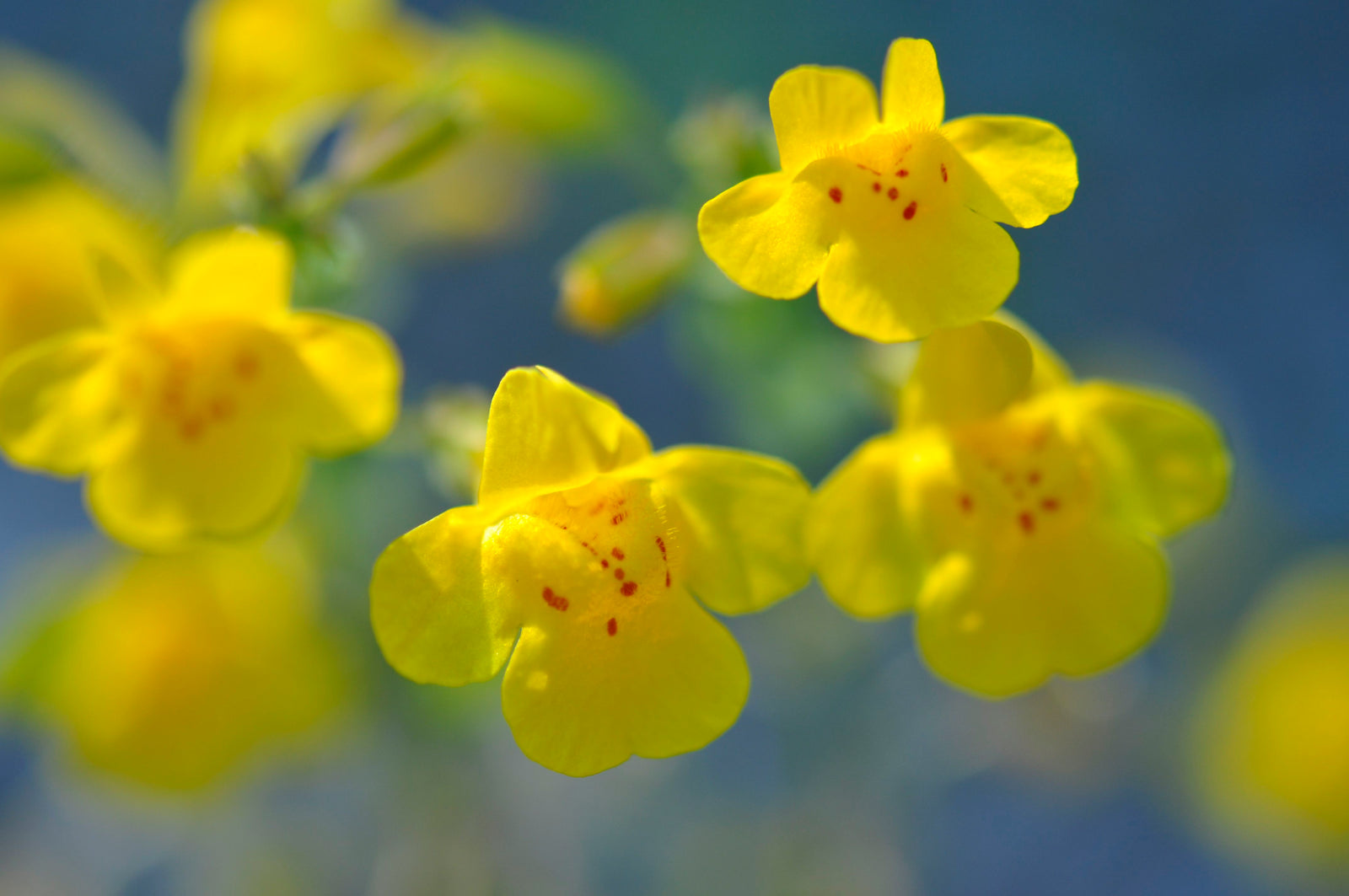 <I>Yellow Monkeys</I><br>Mendocino, California, 2013<br><br>GC0360