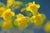 <I>Yellow Monkeys</I><br>Mendocino, California, 2013<br><br>GC0360