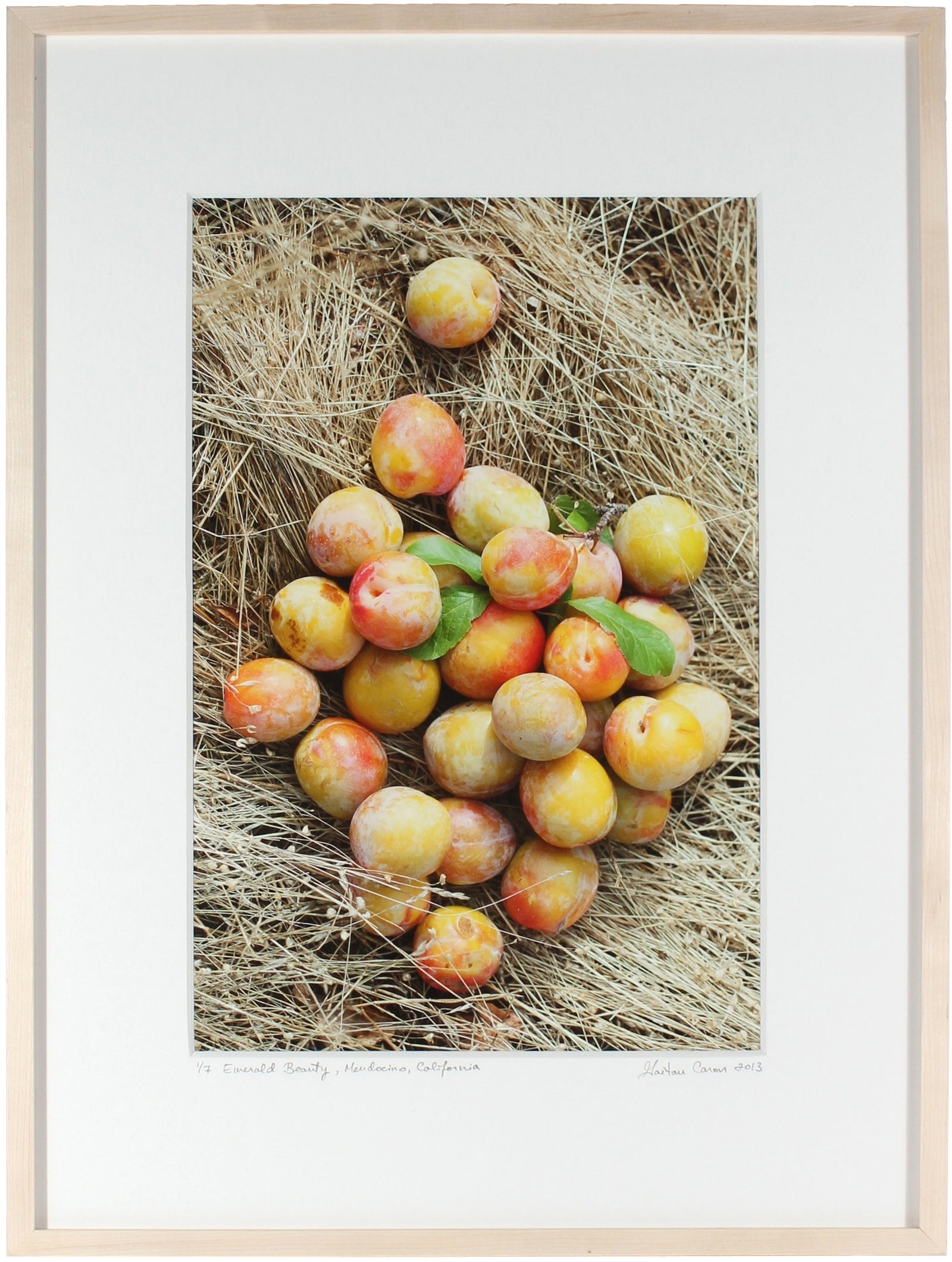 <I>Emerald Beauty (Plums)</I><br>Mendocino, California, 2013<br><br>GC0362