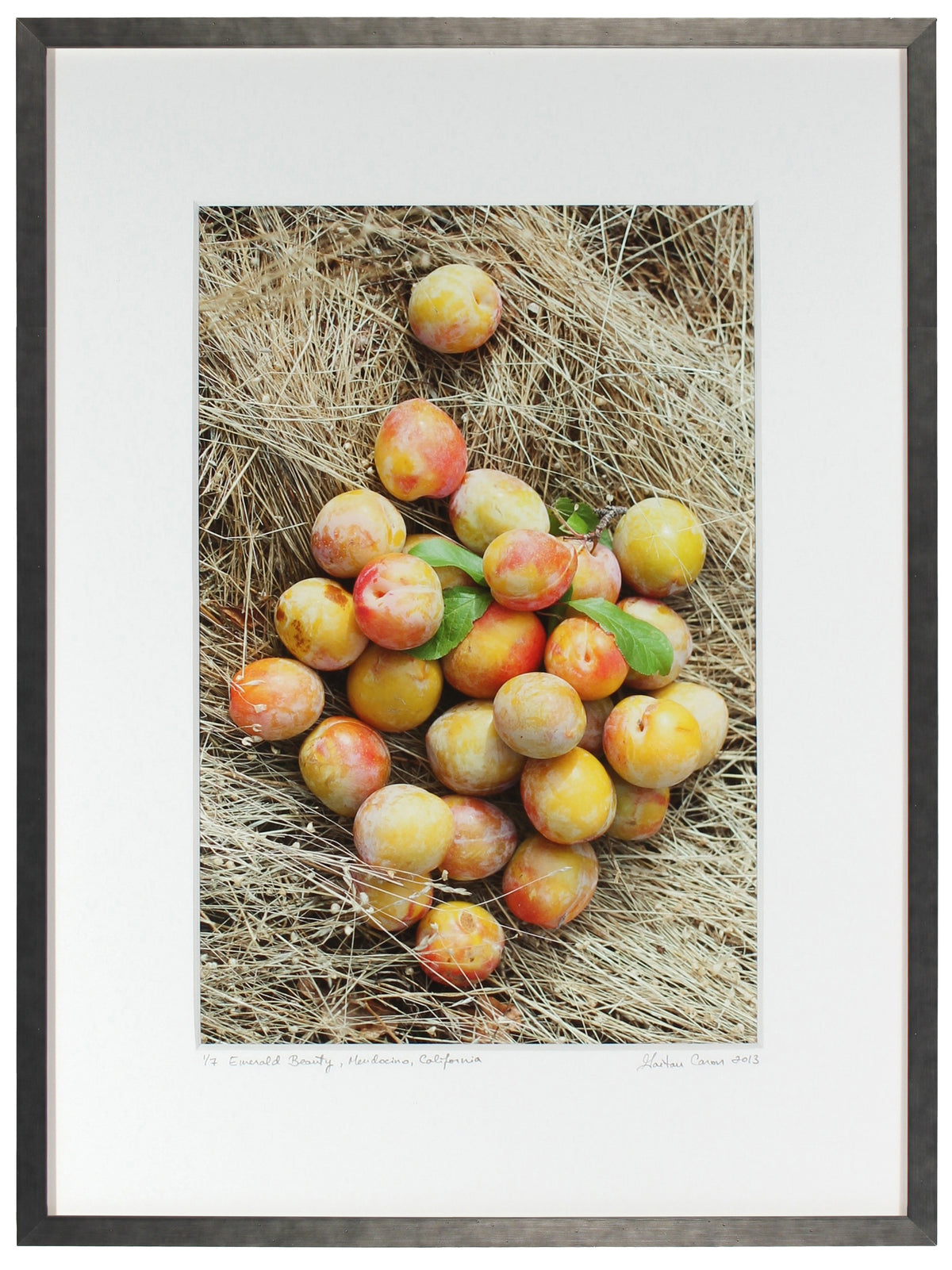 <I>Emerald Beauty (Plums)</I><br>Mendocino, California, 2013<br><br>GC0362