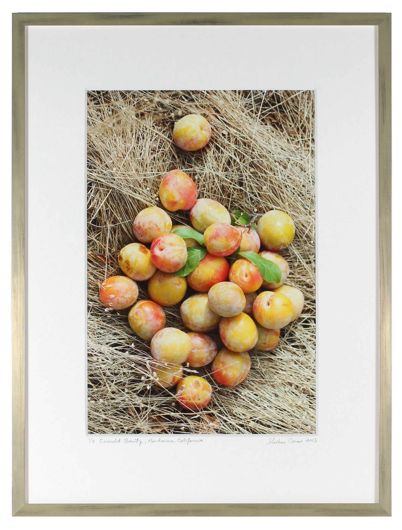 <I>Emerald Beauty (Plums)</I><br>Mendocino, California, 2013<br><br>GC0362