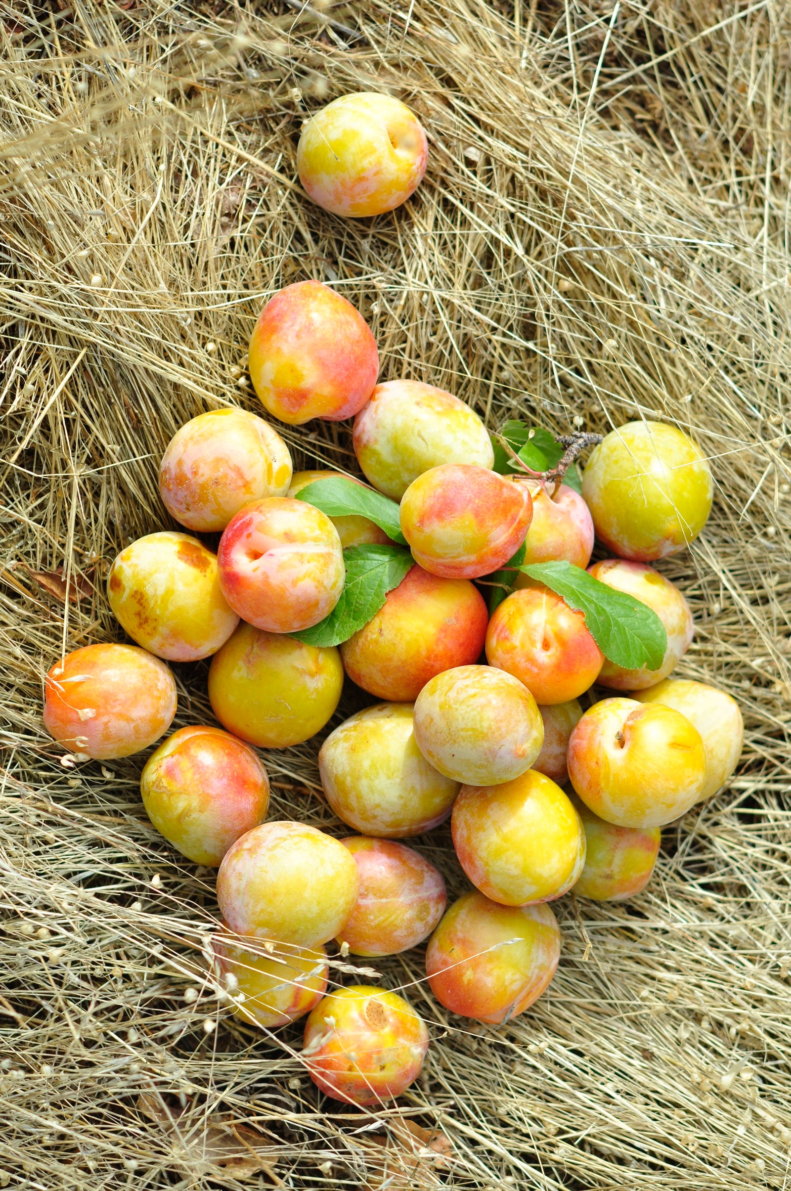 <I>Emerald Beauty (Plums)</I><br>Mendocino, California, 2013<br><br>GC0362
