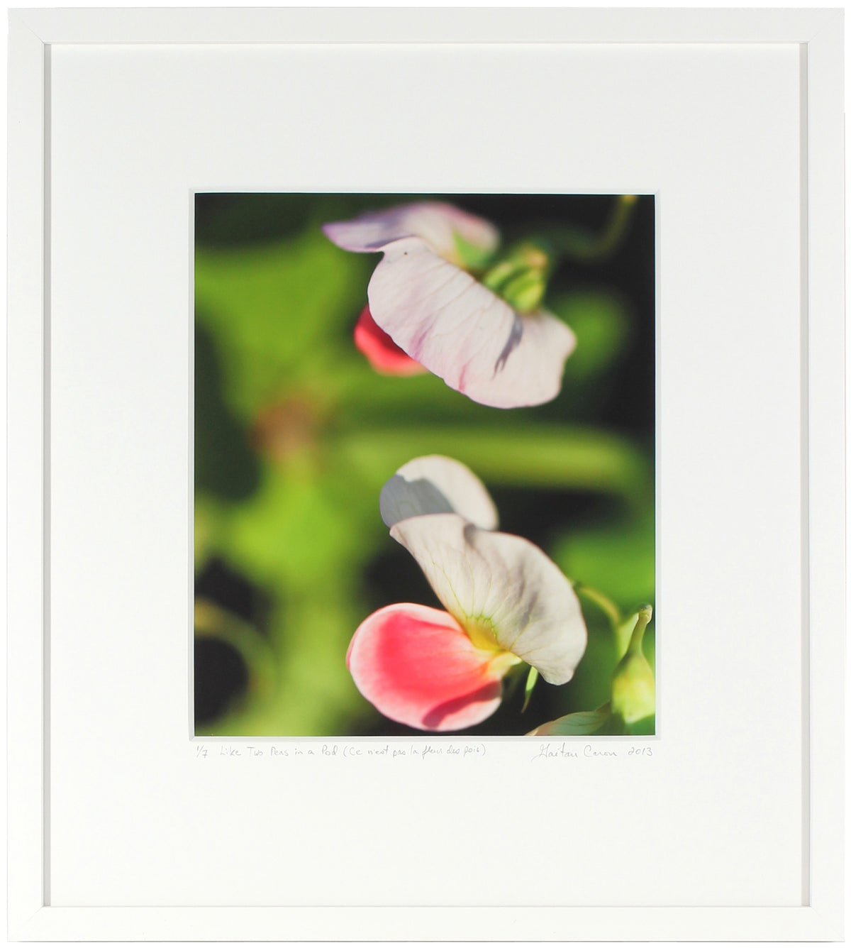 <I>Like Two Peas in a Pod (Ce n'est pas la fleur des pois)</I><br>Mendocino, California, 2013<br><br>GC0363