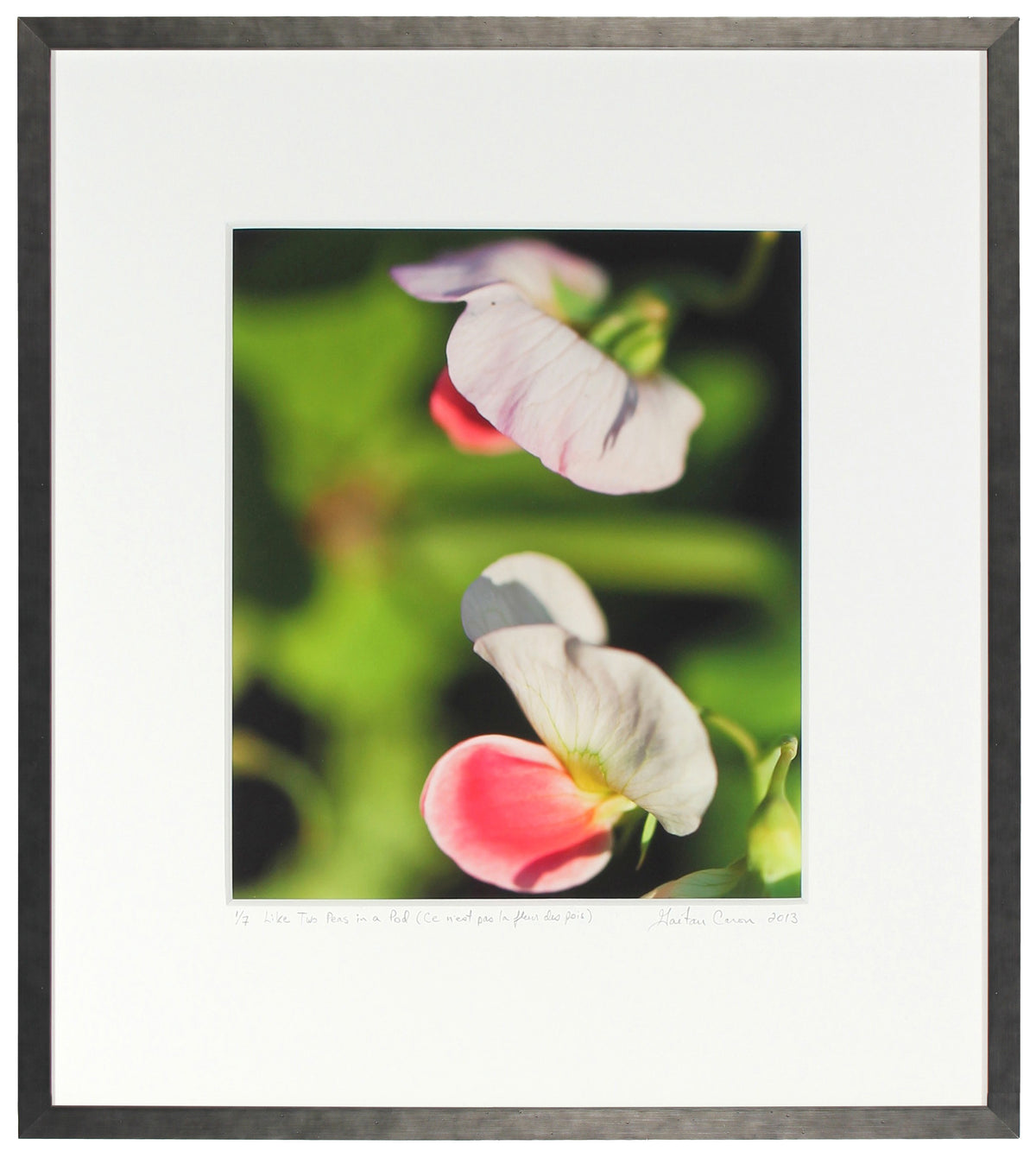 <I>Like Two Peas in a Pod (Ce n'est pas la fleur des pois)</I><br>Mendocino, California, 2013<br><br>GC0363