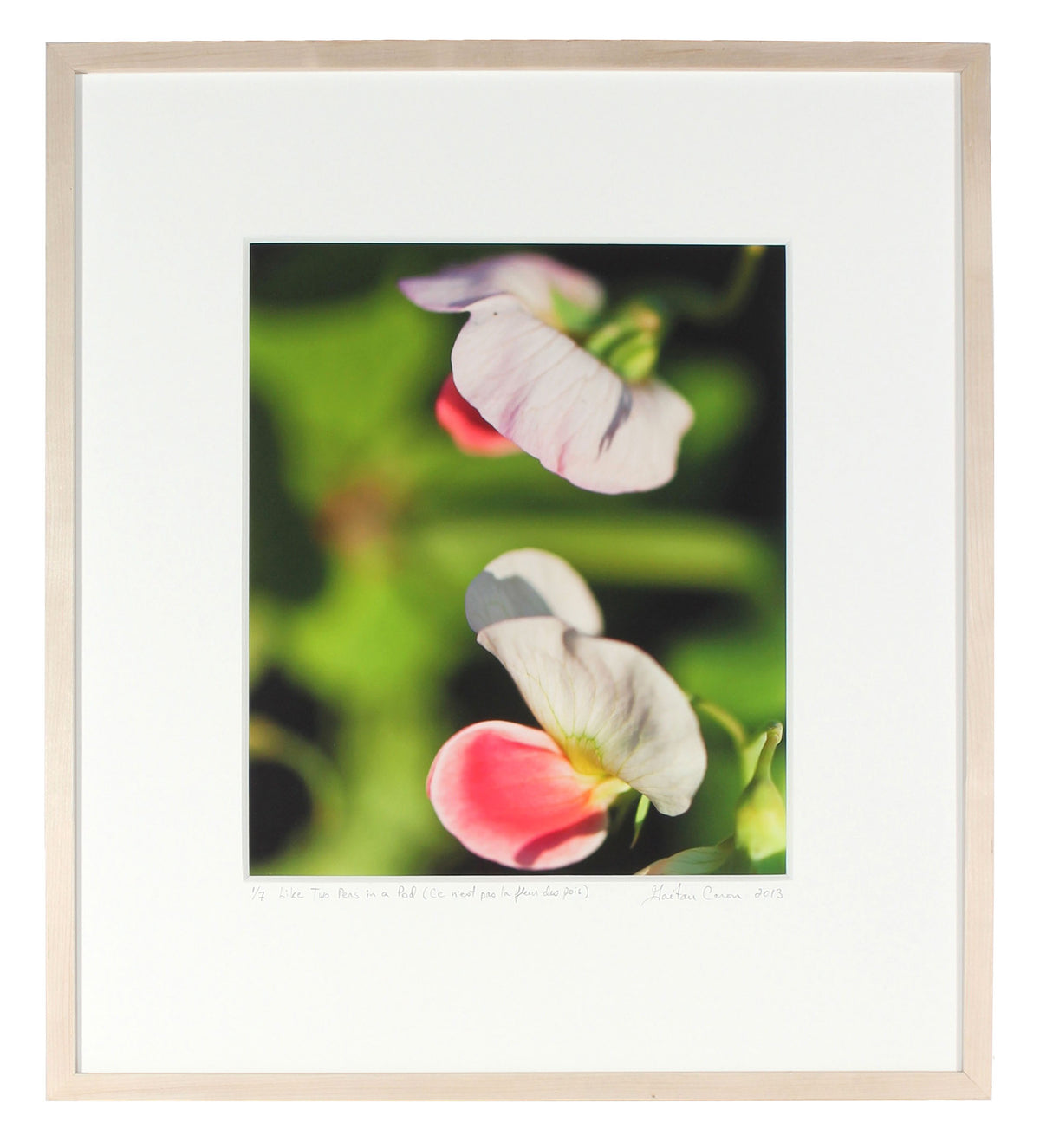 <I>Like Two Peas in a Pod (Ce n'est pas la fleur des pois)</I><br>Mendocino, California, 2013<br><br>GC0363