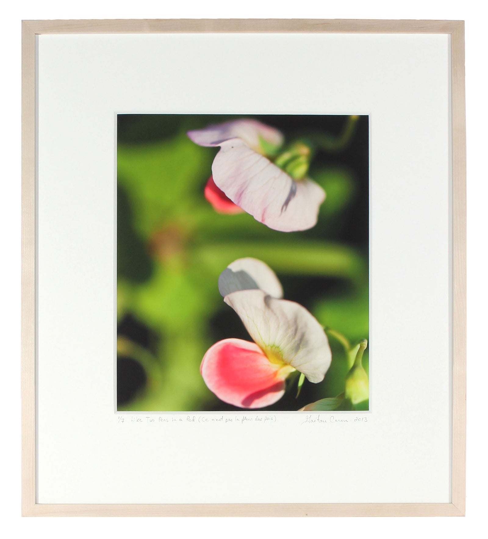 <I>Like Two Peas in a Pod (Ce n'est pas la fleur des pois)</I><br>Mendocino, California, 2013<br><br>GC0363