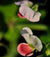 <I>Like Two Peas in a Pod (Ce n'est pas la fleur des pois)</I><br>Mendocino, California, 2013<br><br>GC0363