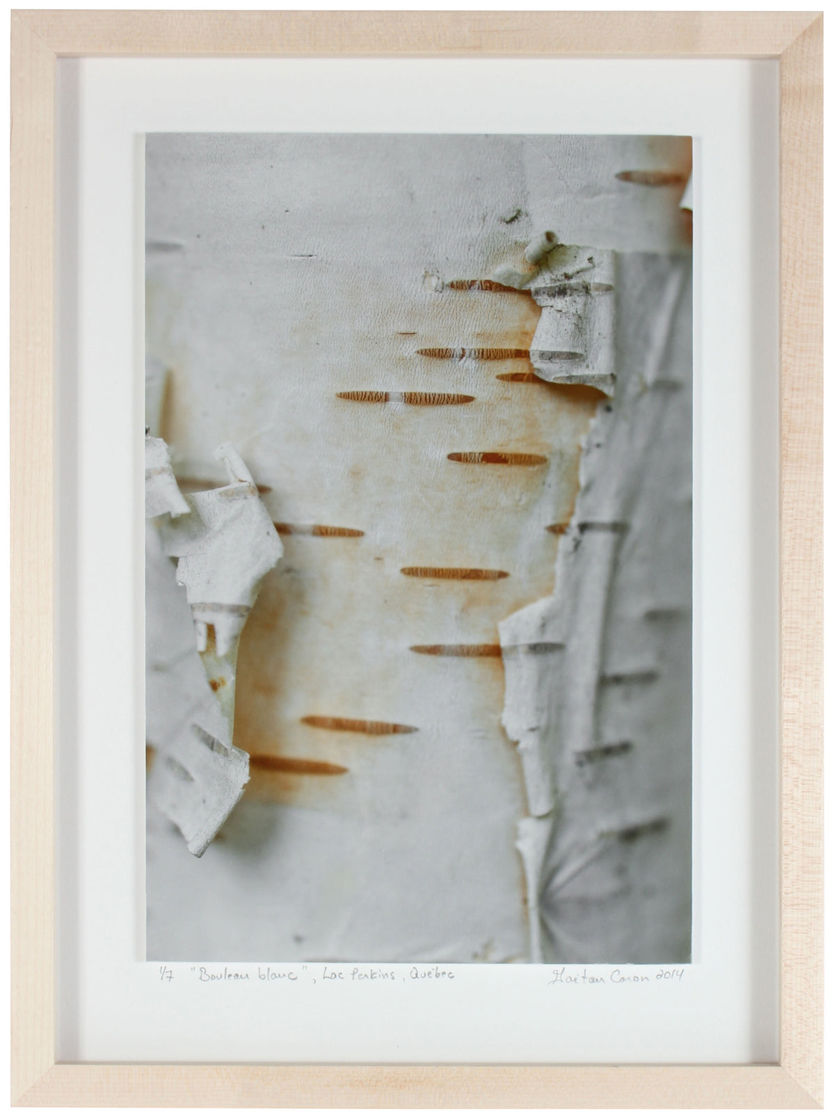 <I>Bouleau blanc (White Birch)</I><br>Lac Perkins (Lake), Danville, Québec, 2014<br><br>GC0366