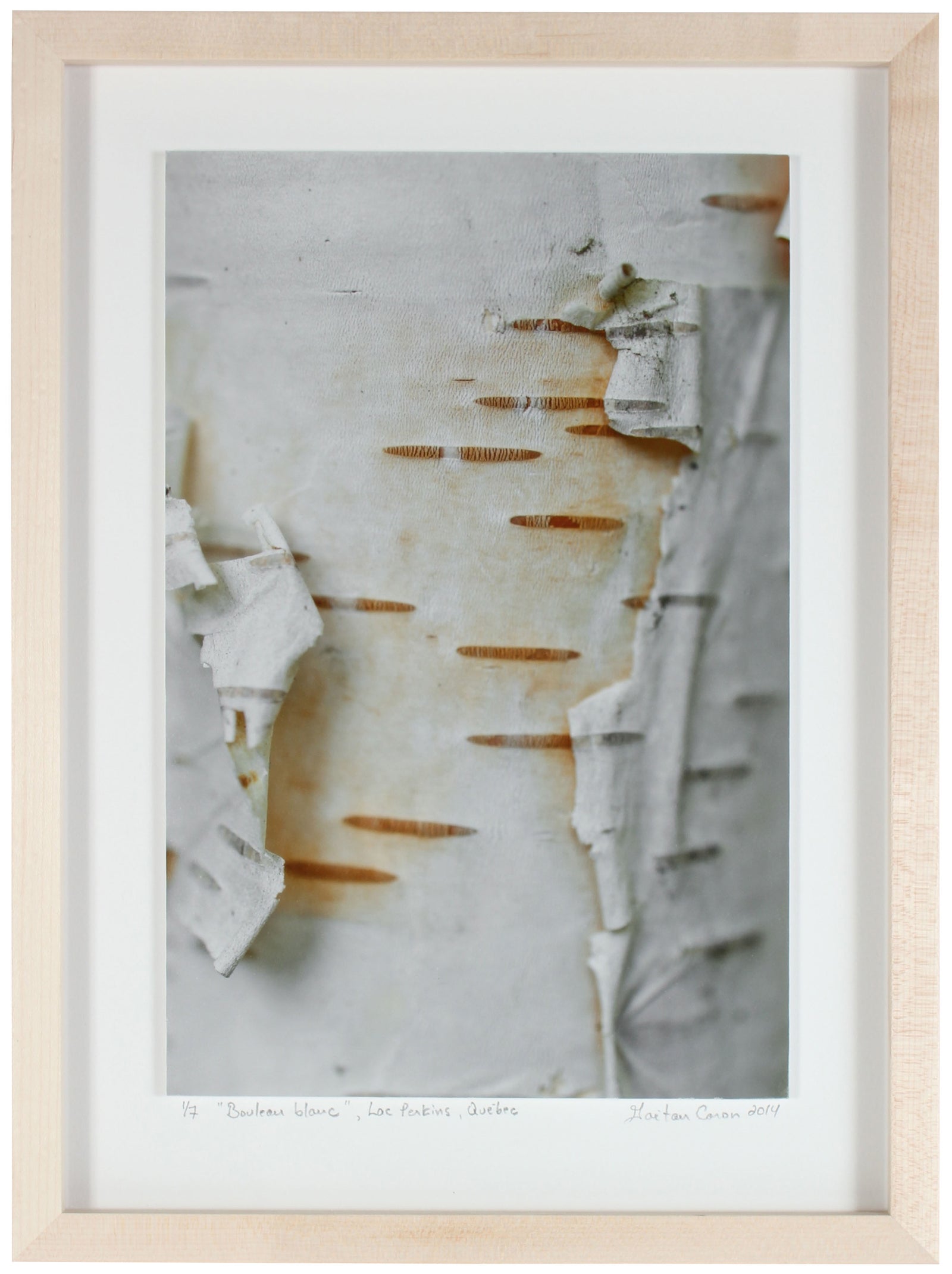 <I>Bouleau blanc (White Birch)</I><br>Lac Perkins (Lake), Danville, Québec, 2014<br><br>GC0366