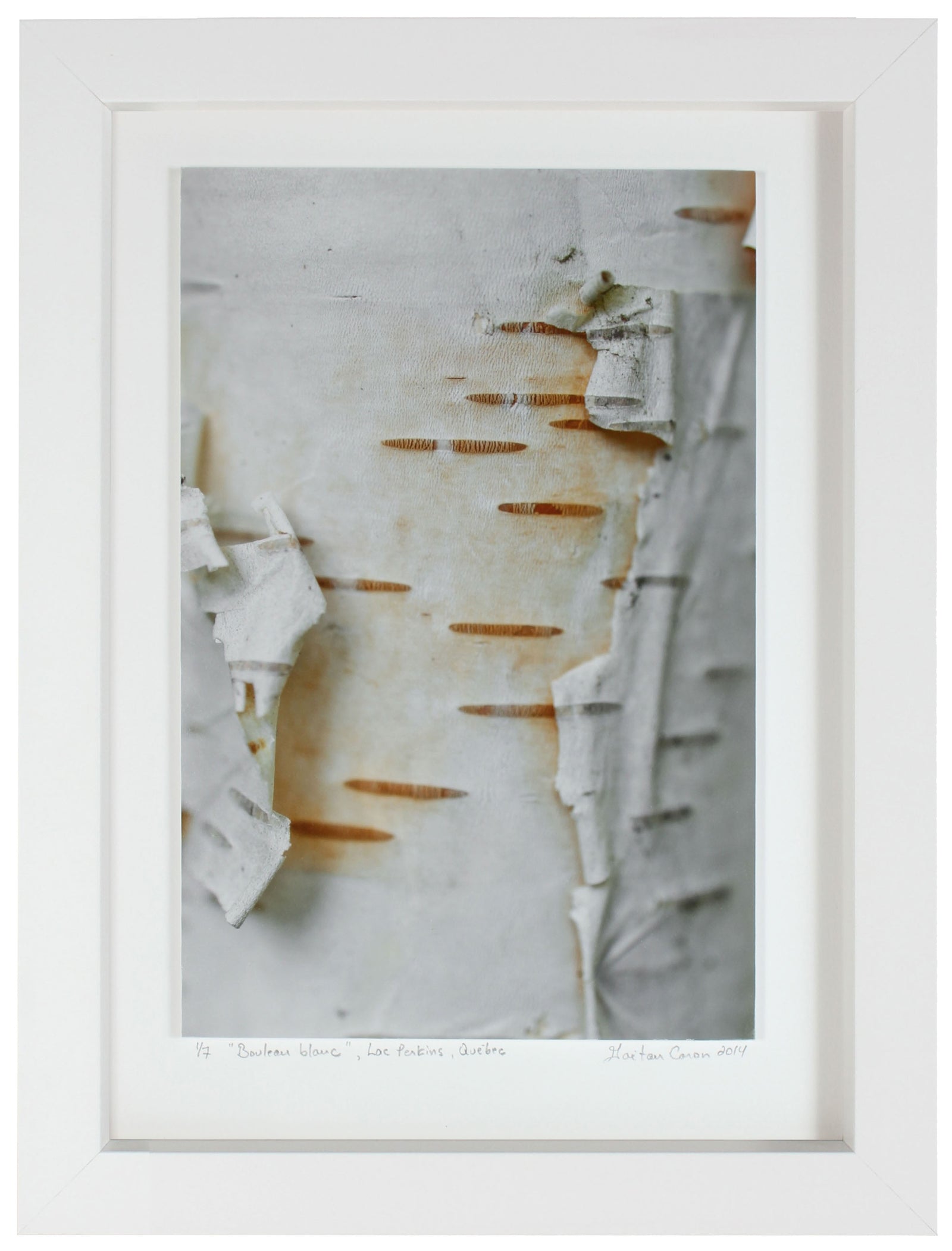 <I>Bouleau blanc (White Birch)</I><br>Lac Perkins (Lake), Danville, Québec, 2014<br><br>GC0366