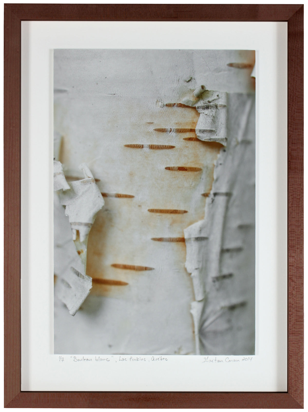<I>Bouleau blanc (White Birch)</I><br>Lac Perkins (Lake), Danville, Québec, 2014<br><br>GC0366