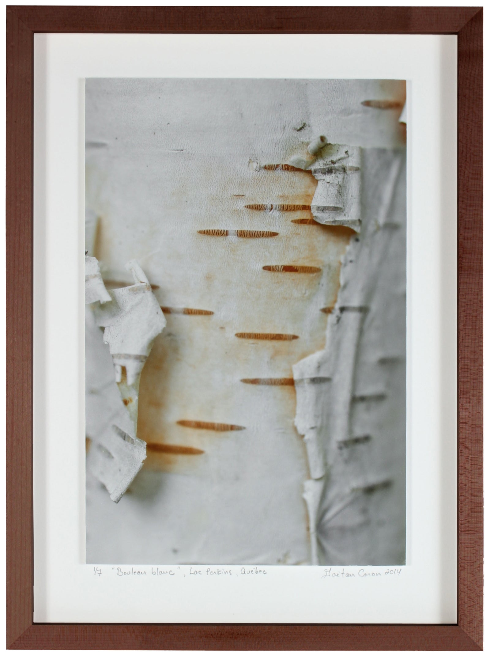 <I>Bouleau blanc (White Birch)</I><br>Lac Perkins (Lake), Danville, Québec, 2014<br><br>GC0366