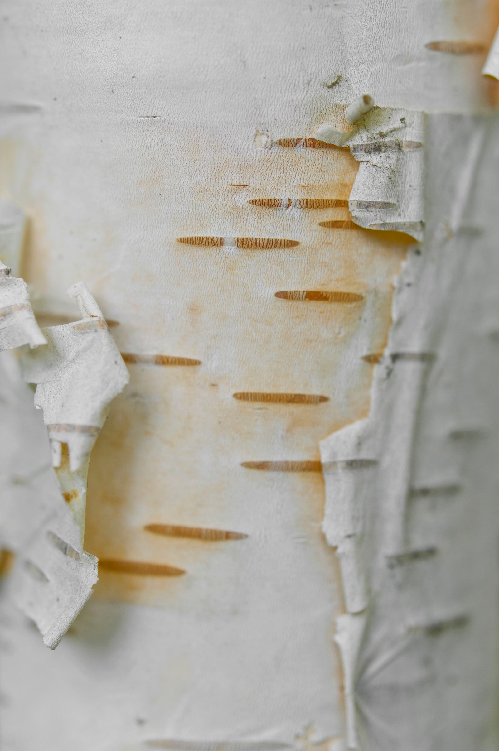 <I>Bouleau blanc (White Birch)</I><br>Lac Perkins (Lake), Danville, Québec, 2014<br><br>GC0366