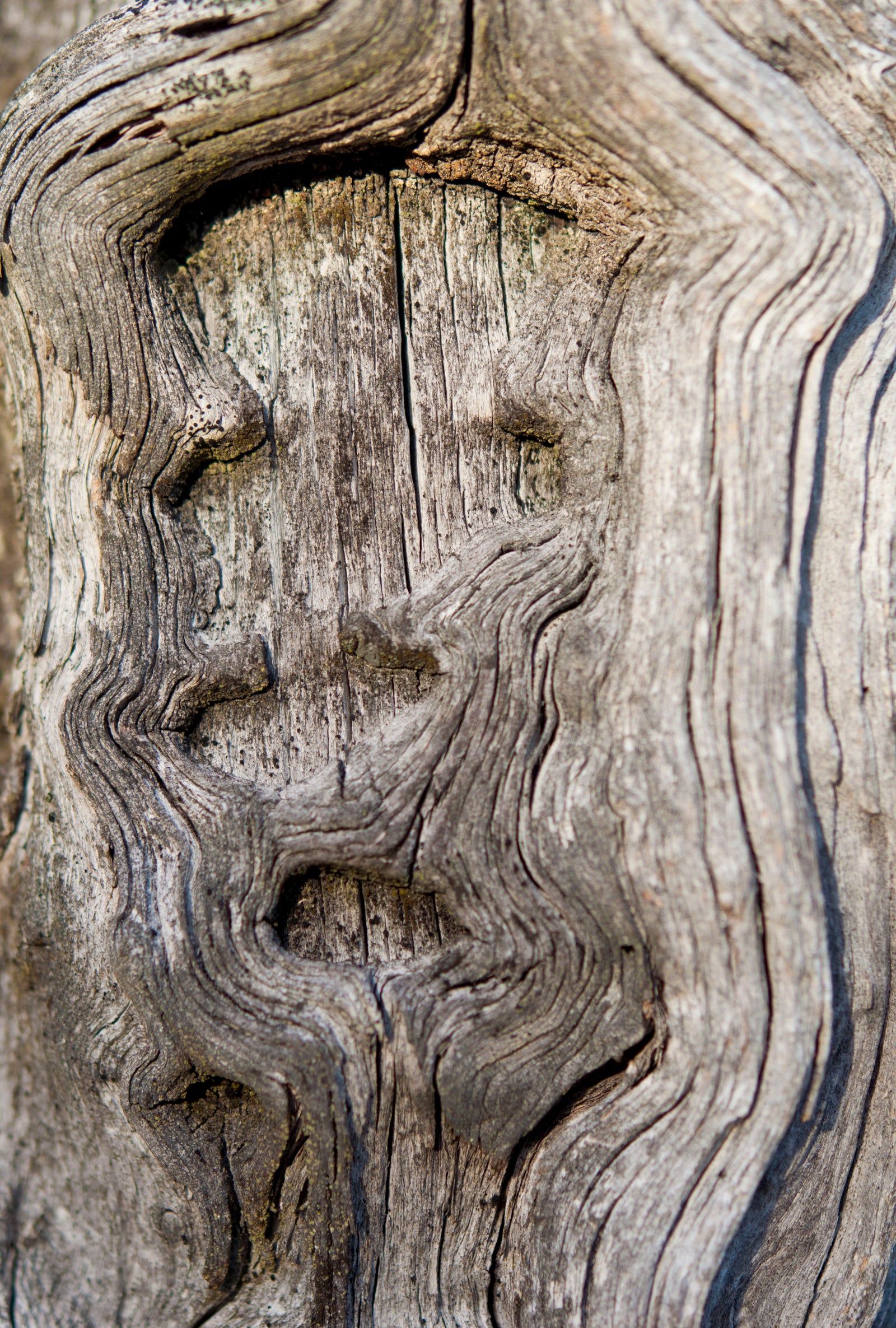 <I>Woodcut</I><br>Mendocino, California, 2014<br><br>GC0367