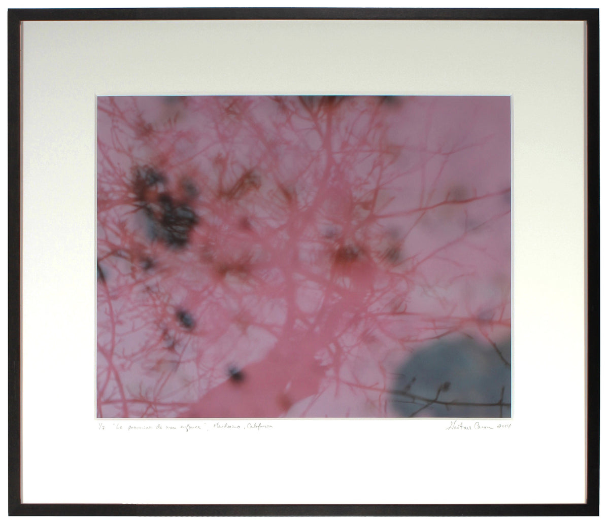 <I>Pommier de mon enfance (Childhood Memory, Apple Tree)</I><br>Mendocino, California, 2014<br><br>GC0380