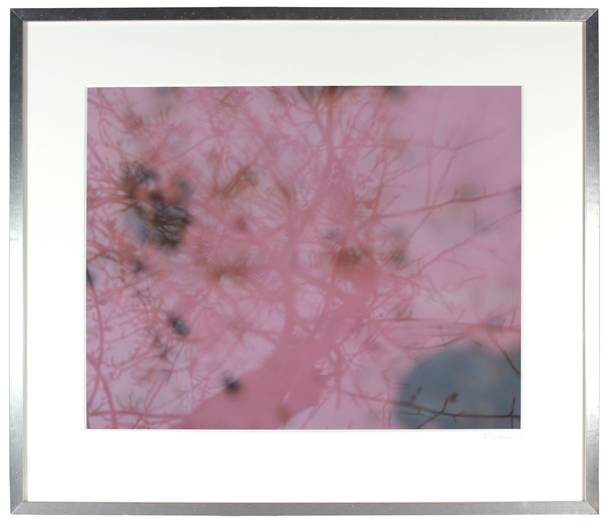 <I>Pommier de mon enfance (Childhood Memory, Apple Tree)</I><br>Mendocino, California, 2014<br><br>GC0380