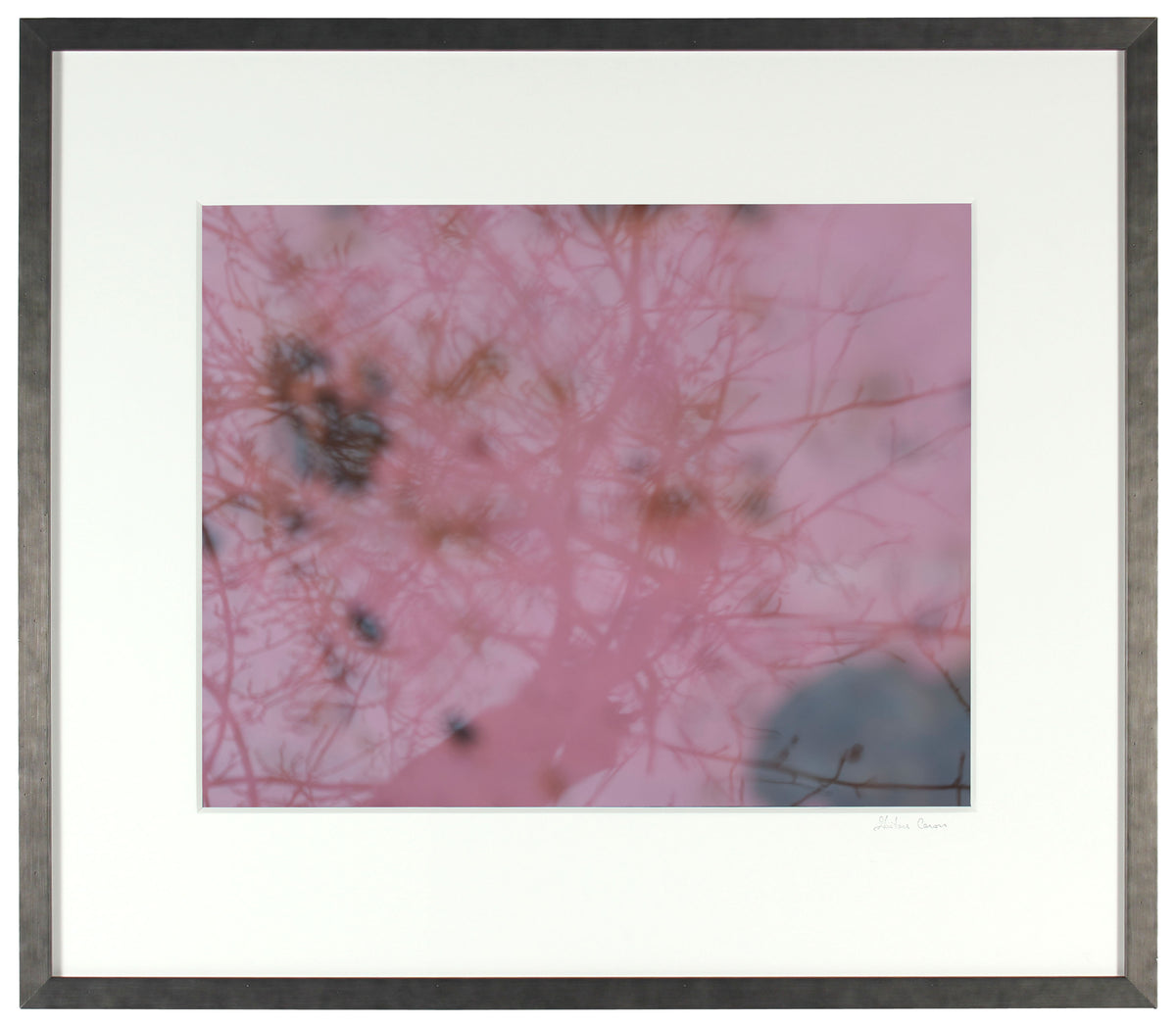 <I>Pommier de mon enfance (Childhood Memory, Apple Tree)</I><br>Mendocino, California, 2014<br><br>GC0380