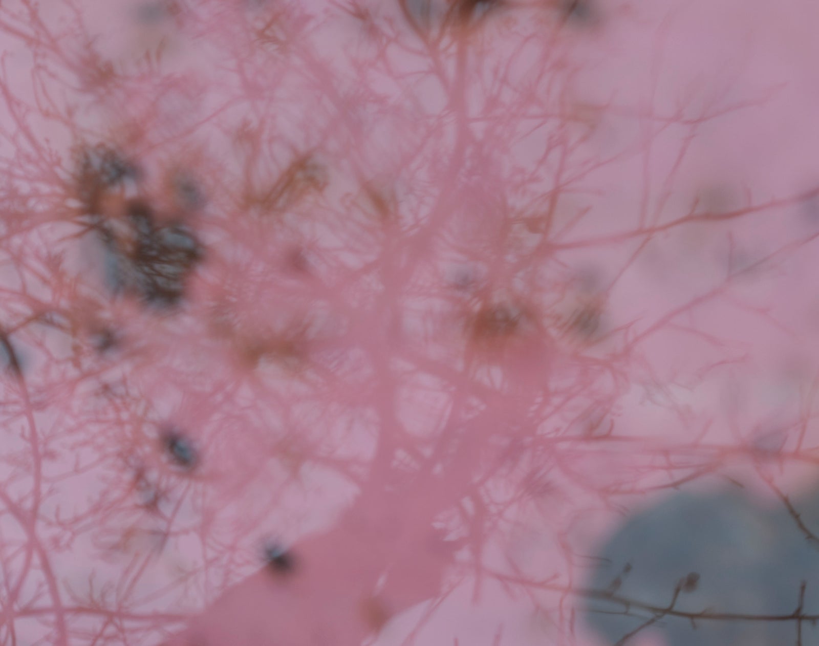 <I>Pommier de mon enfance (Childhood Memory, Apple Tree)</I><br>Mendocino, California, 2014<br><br>GC0380