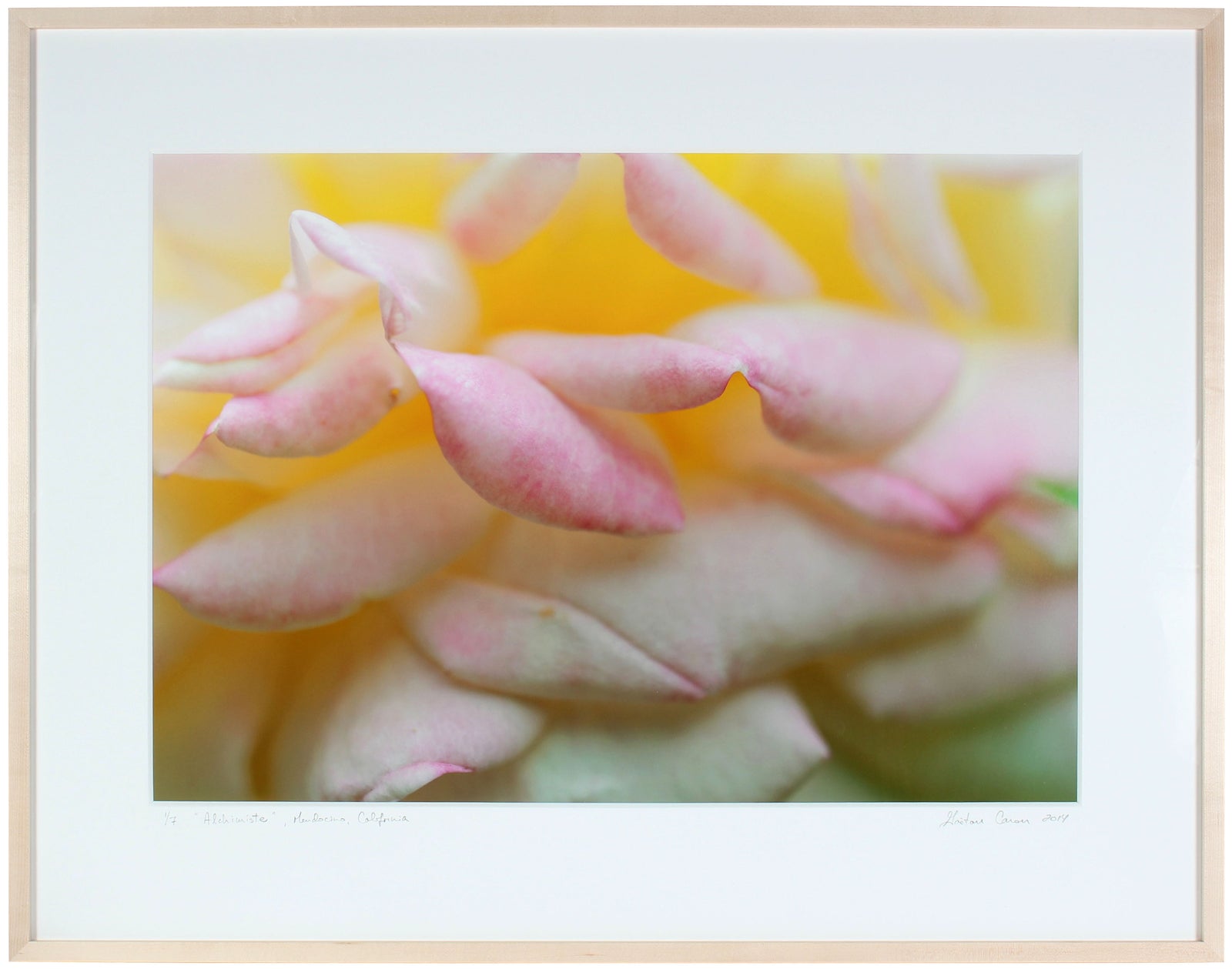 <I>Alchimiste (Alchemist)</I><br>Mendocino, California, 2014<br><br>GC0382