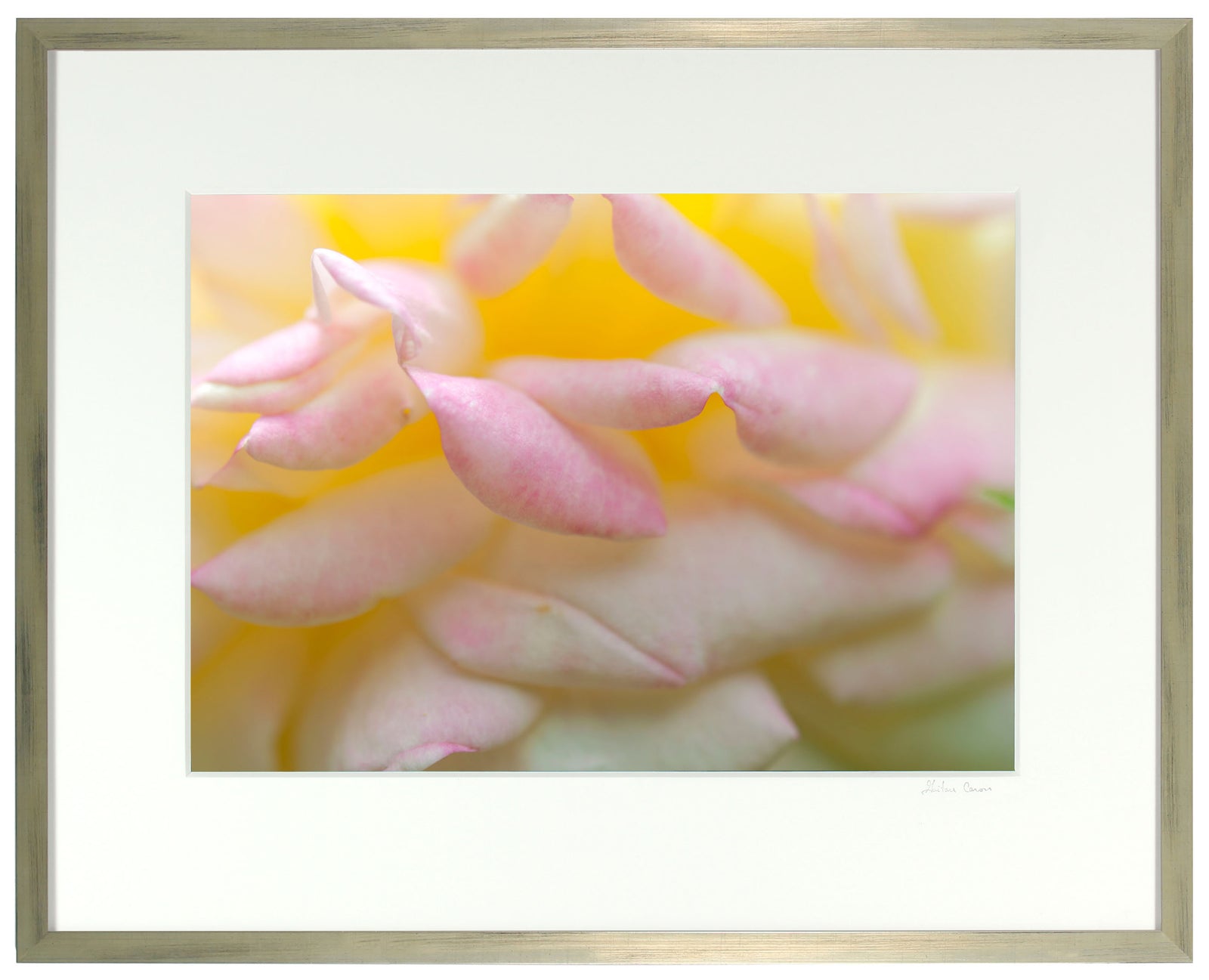 <I>Alchimiste (Alchemist)</I><br>Mendocino, California, 2014<br><br>GC0382