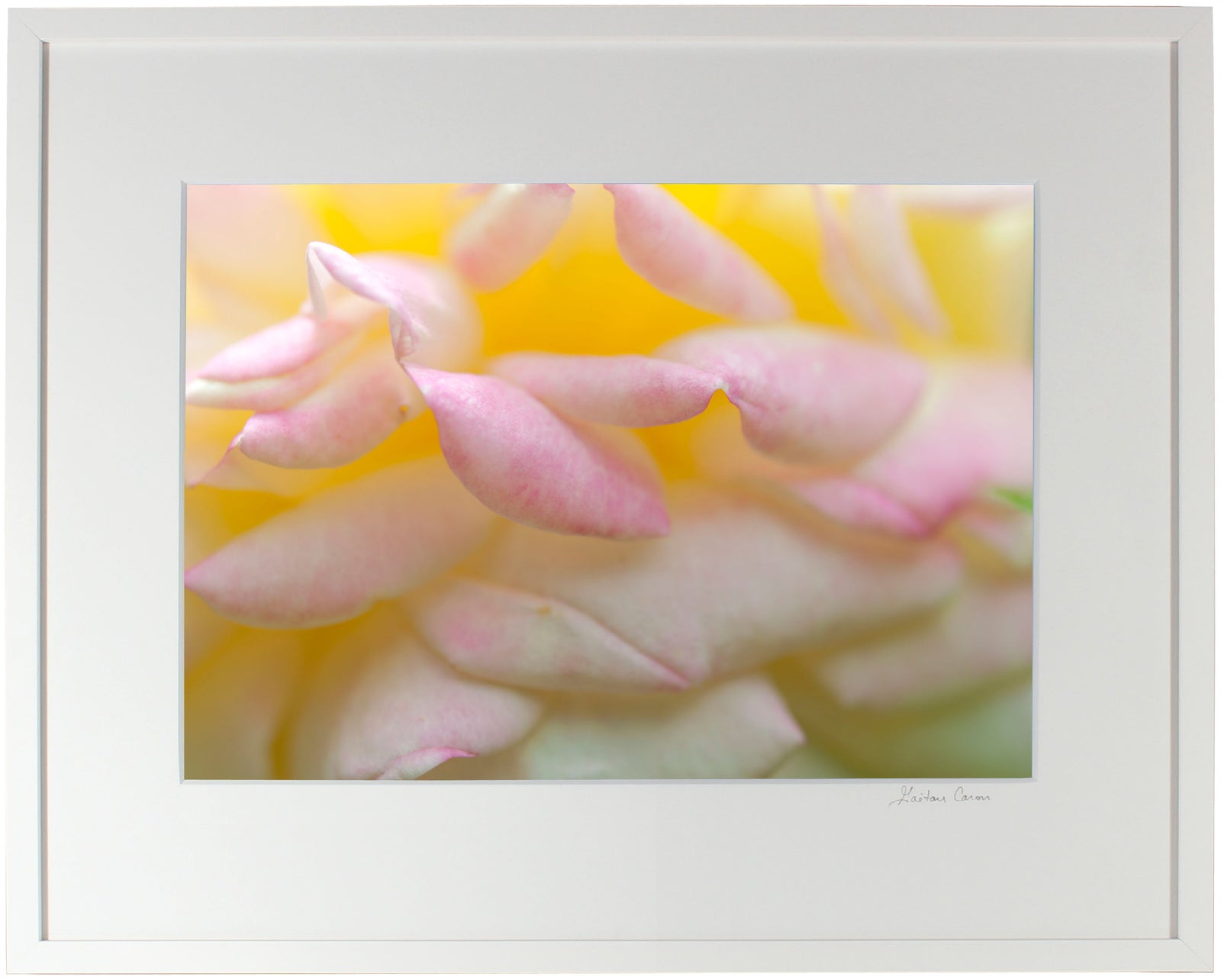 <I>Alchimiste (Alchemist)</I><br>Mendocino, California, 2014<br><br>GC0382