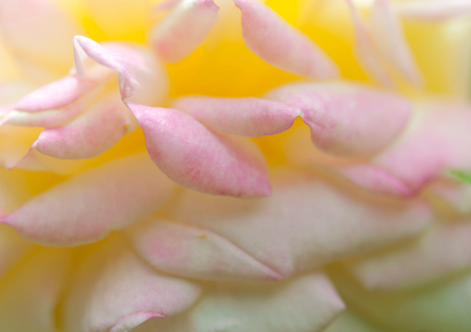 <I>Alchimiste (Alchemist)</I><br>Mendocino, California, 2014<br><br>GC0382