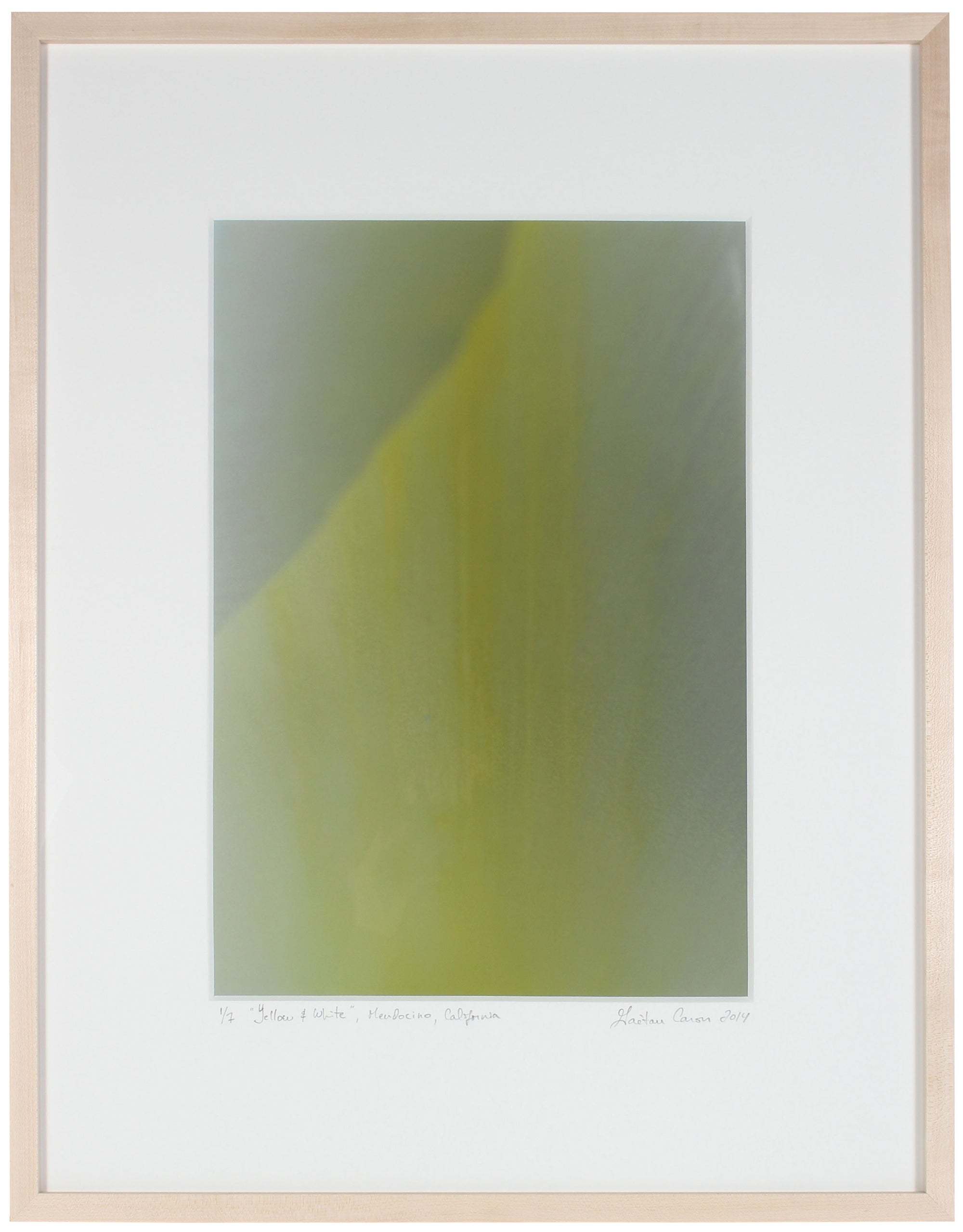 <I>Yellow & White (Tulip)</I><br>Mendocino, California, 2014<br><br>GC0383