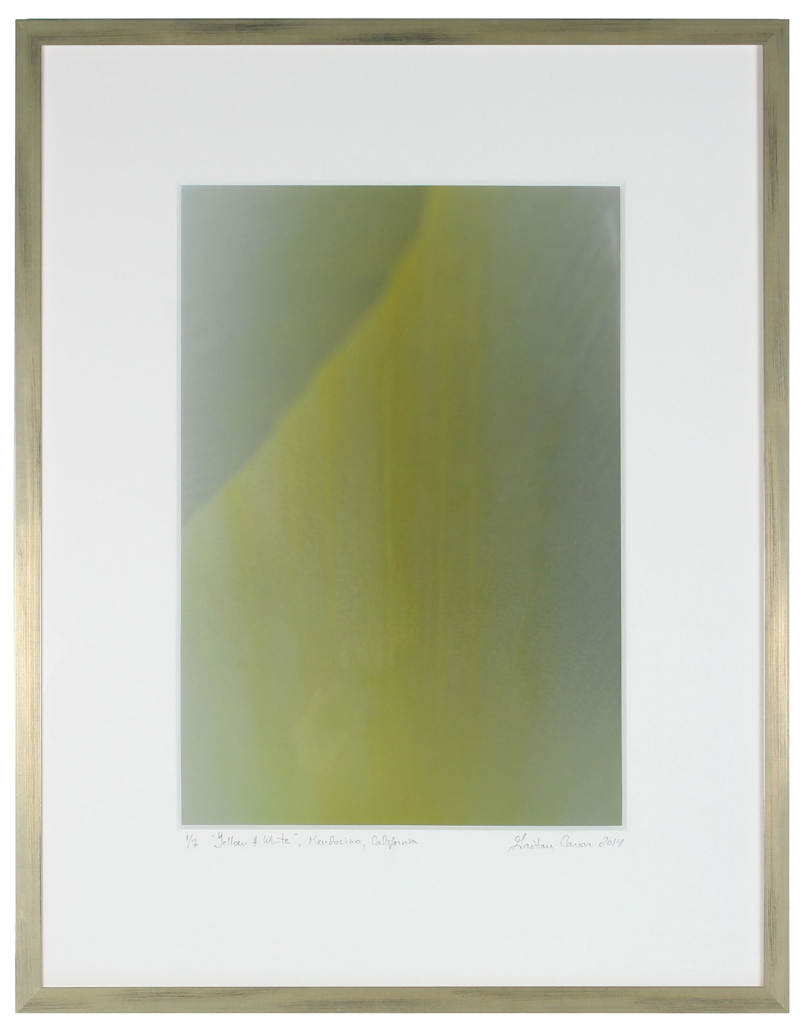 <I>Yellow & White (Tulip)</I><br>Mendocino, California, 2014<br><br>GC0383