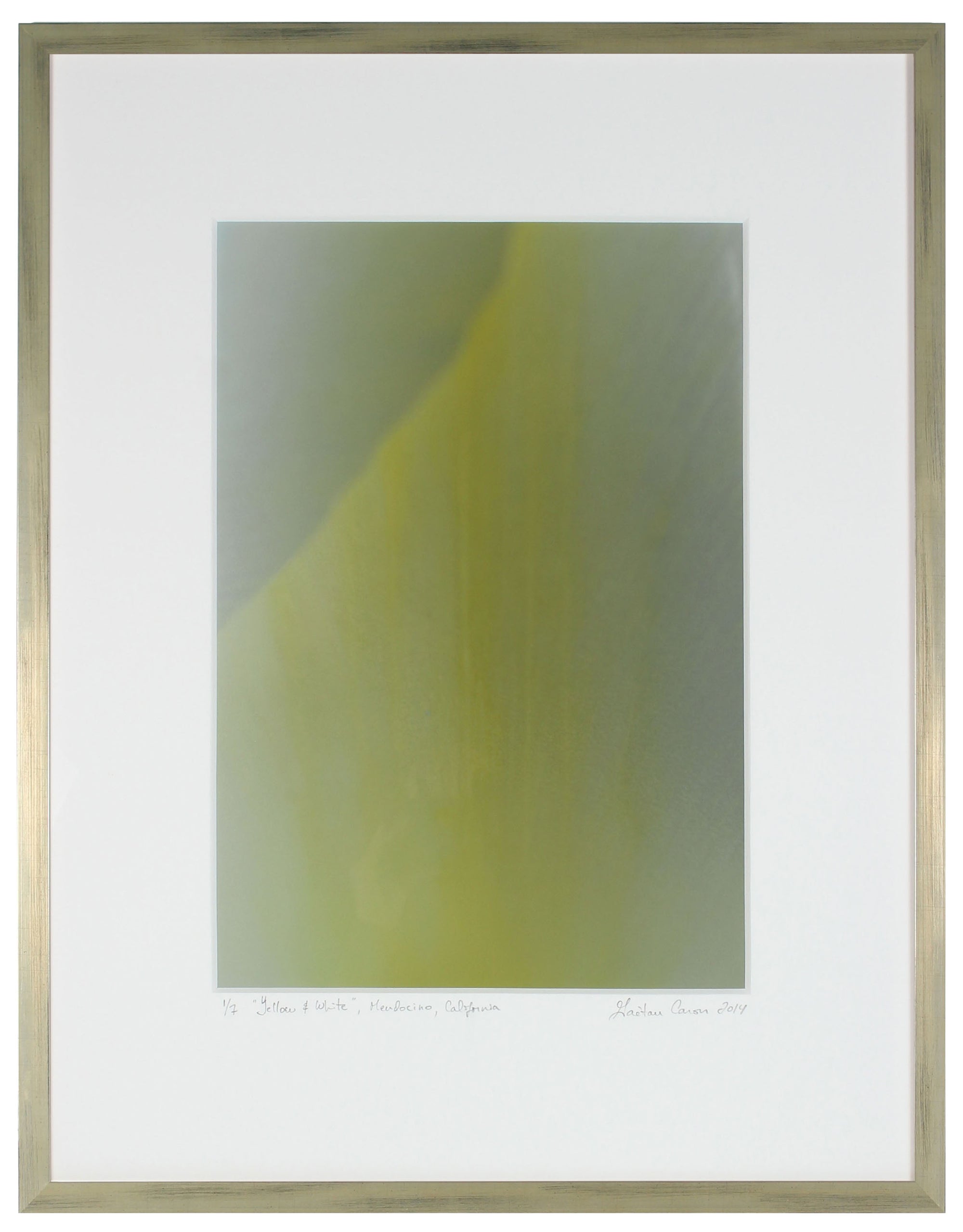 <I>Yellow & White (Tulip)</I><br>Mendocino, California, 2014<br><br>GC0383
