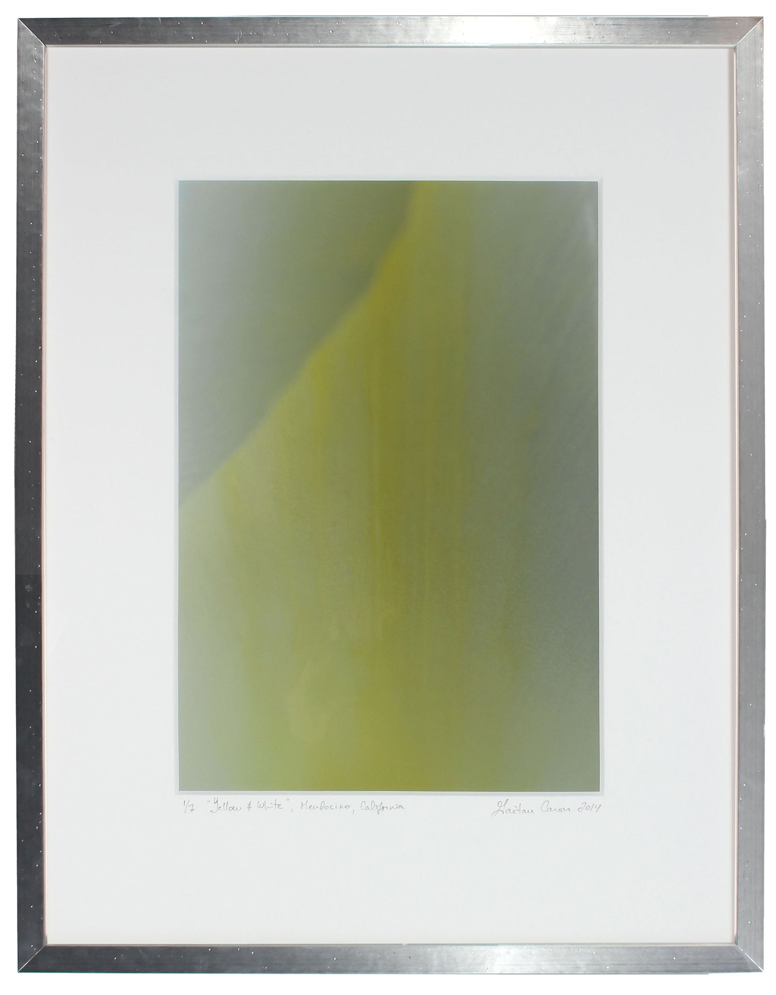 <I>Yellow & White (Tulip)</I><br>Mendocino, California, 2014<br><br>GC0383