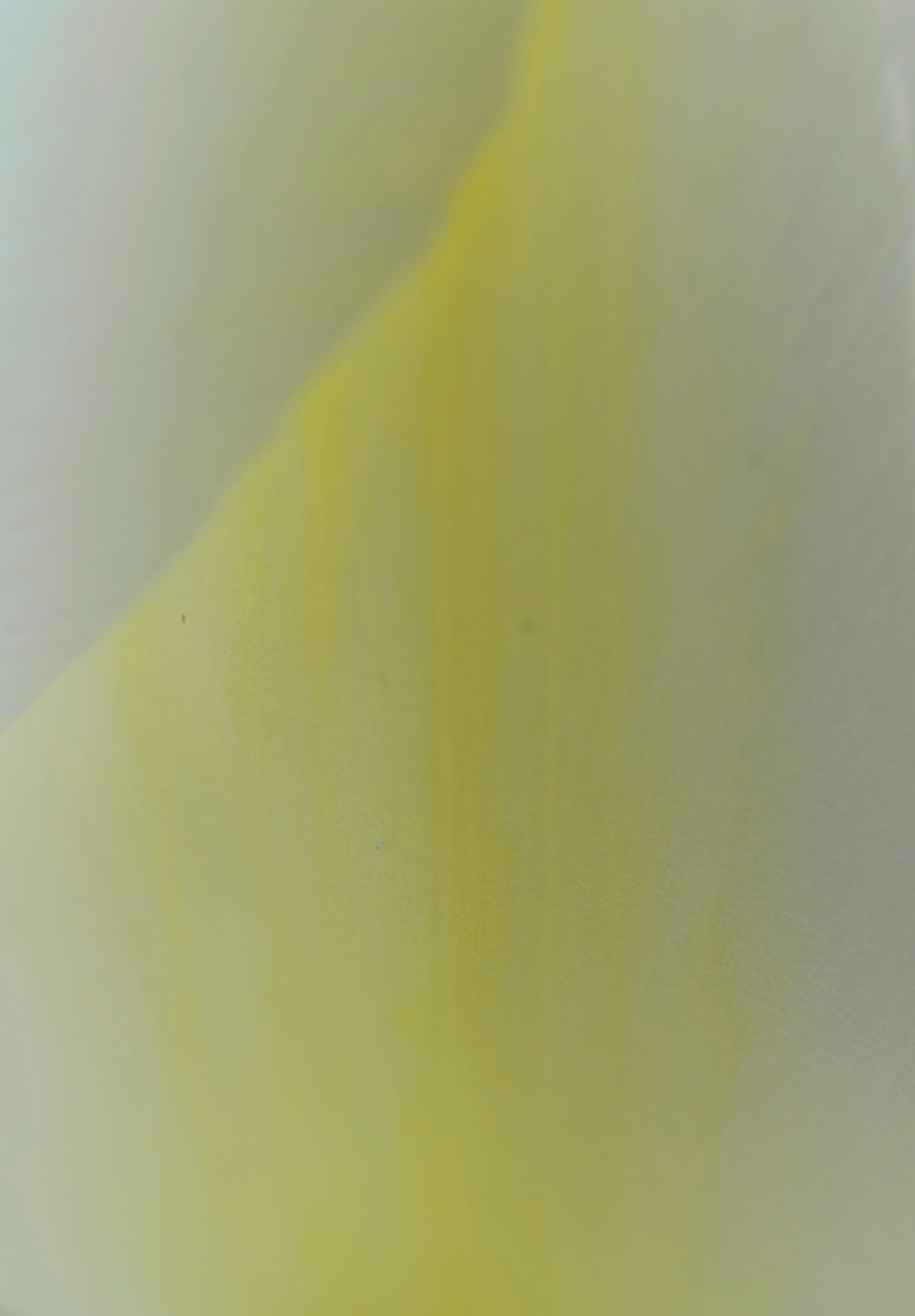 <I>Yellow & White (Tulip)</I><br>Mendocino, California, 2014<br><br>GC0383