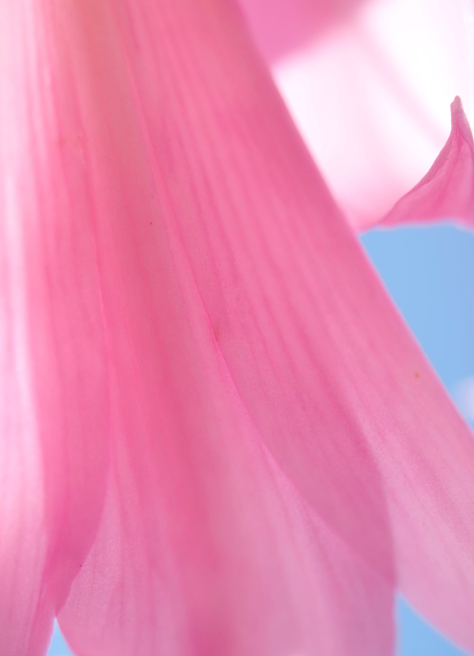 <I>Naked Lady</I><br>Mendocino, California, 2014<br><br>GC0384