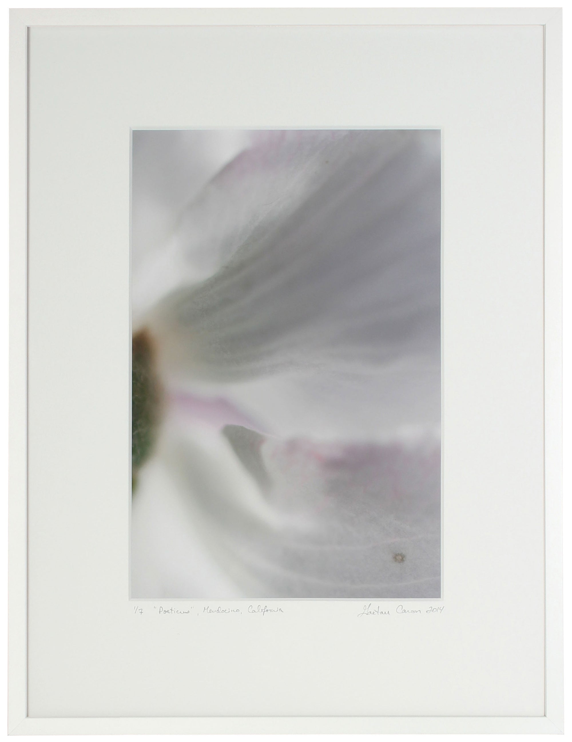 <I>Poeticus (Daffodil)</I><br>Mendocino, California, 2014<br><br>GC0385