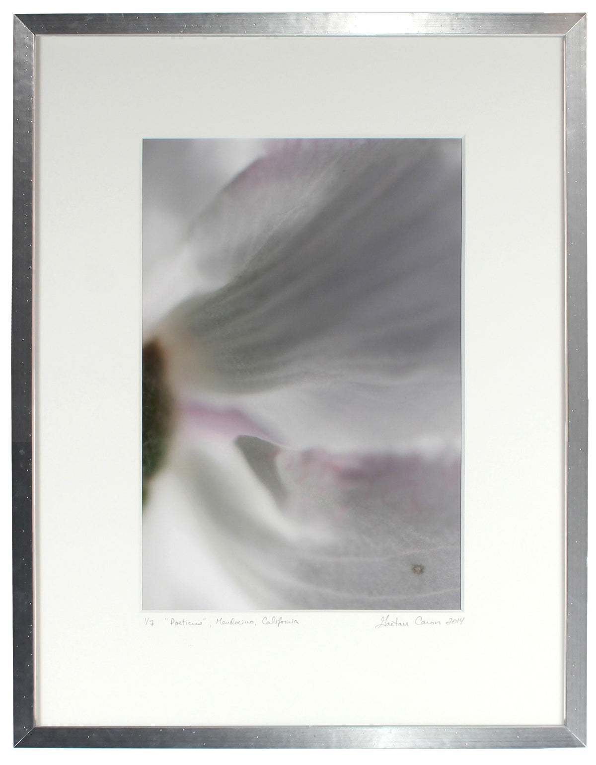 <I>Poeticus (Daffodil)</I><br>Mendocino, California, 2014<br><br>GC0385