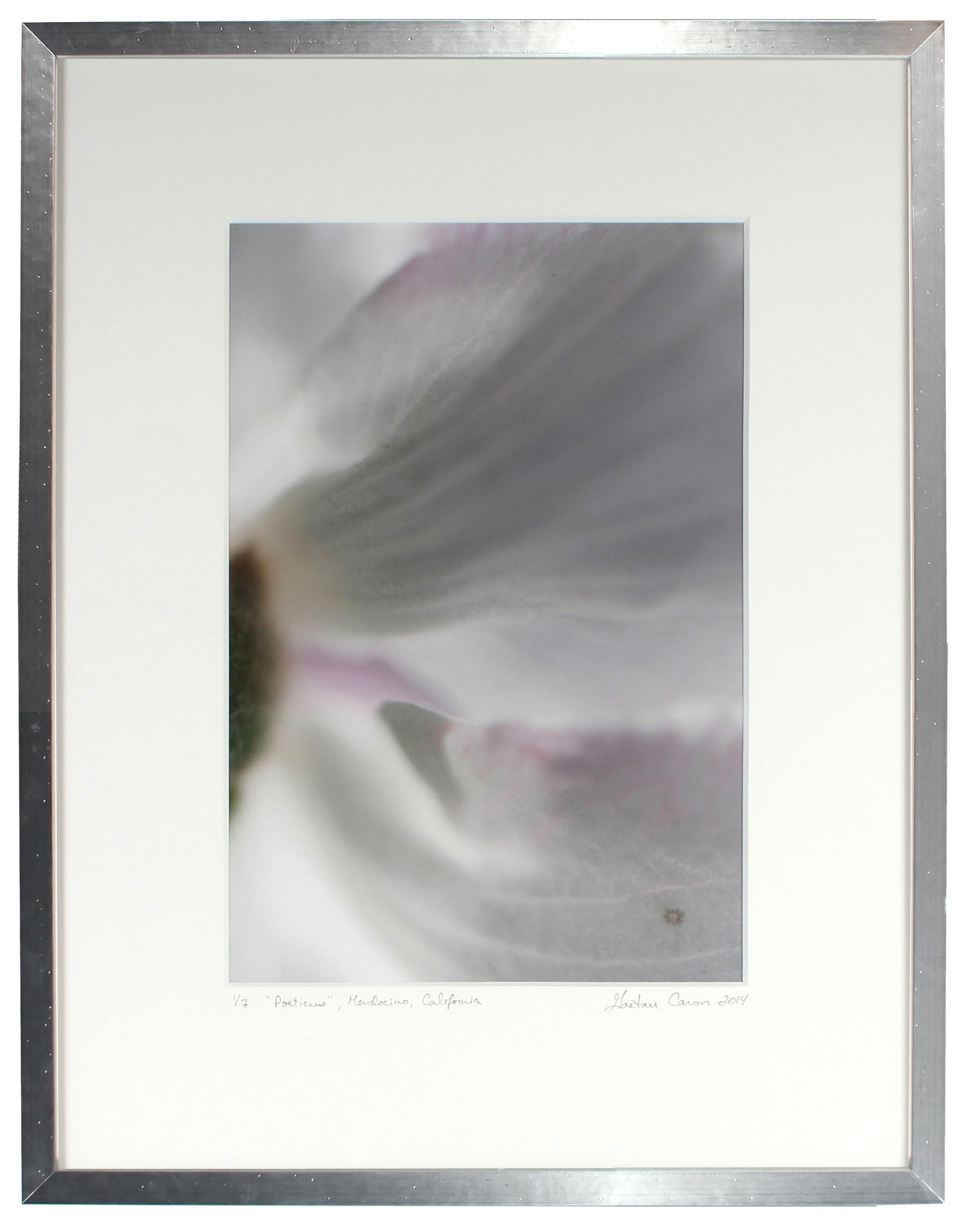 <I>Poeticus (Daffodil)</I><br>Mendocino, California, 2014<br><br>GC0385