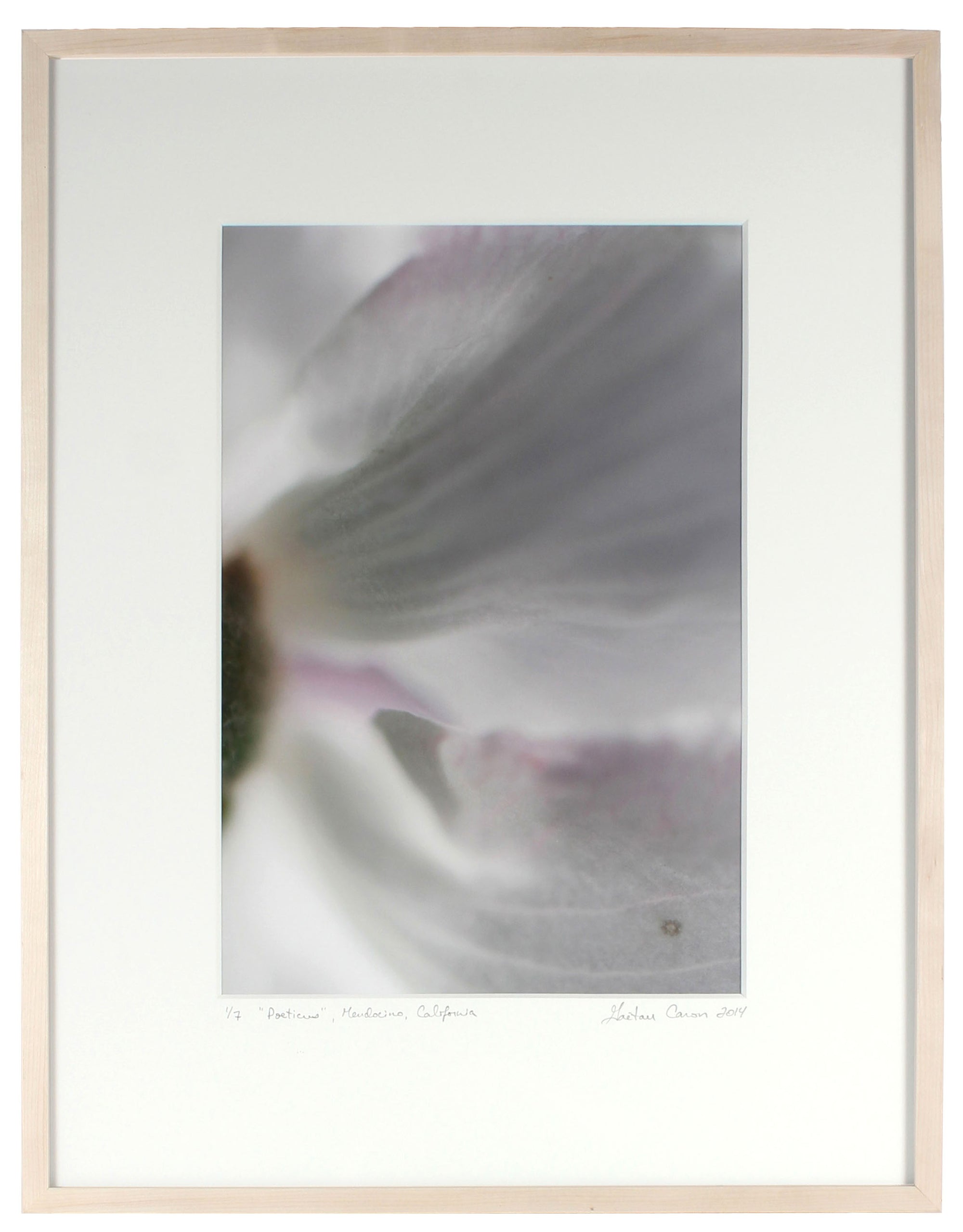 <I>Poeticus (Daffodil)</I><br>Mendocino, California, 2014<br><br>GC0385