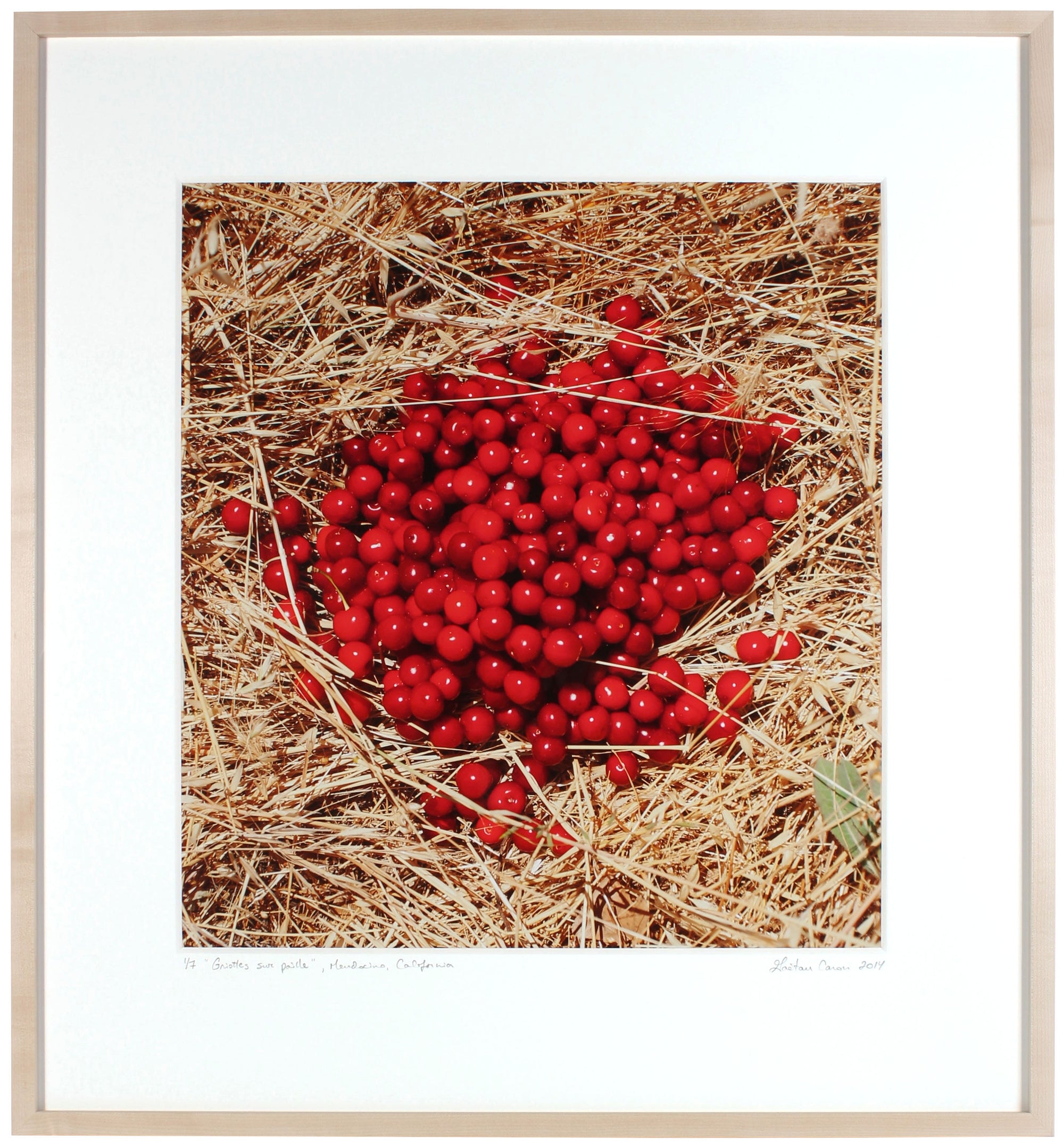 <I>Griottes sur paille (Morello Cherries on Straw</I><br>Mendocino, California, 2014<br><br>GC0386