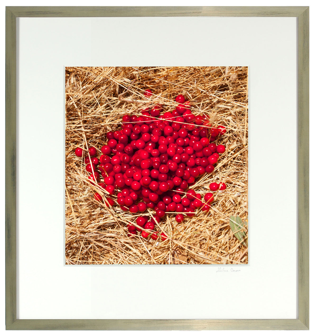 <I>Griottes sur paille (Morello Cherries on Straw</I><br>Mendocino, California, 2014<br><br>GC0386