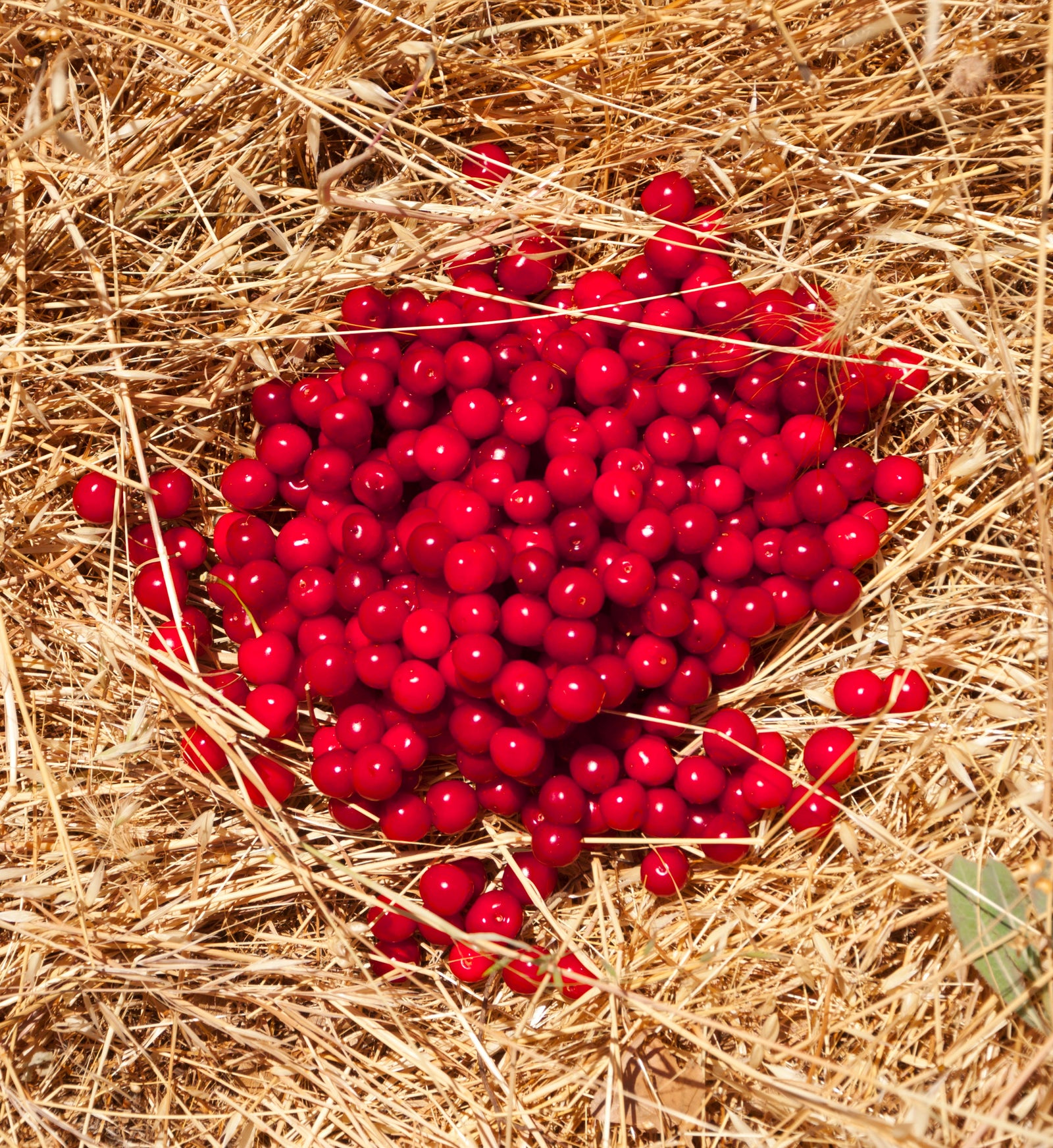 <I>Griottes sur paille (Morello Cherries on Straw</I><br>Mendocino, California, 2014<br><br>GC0386