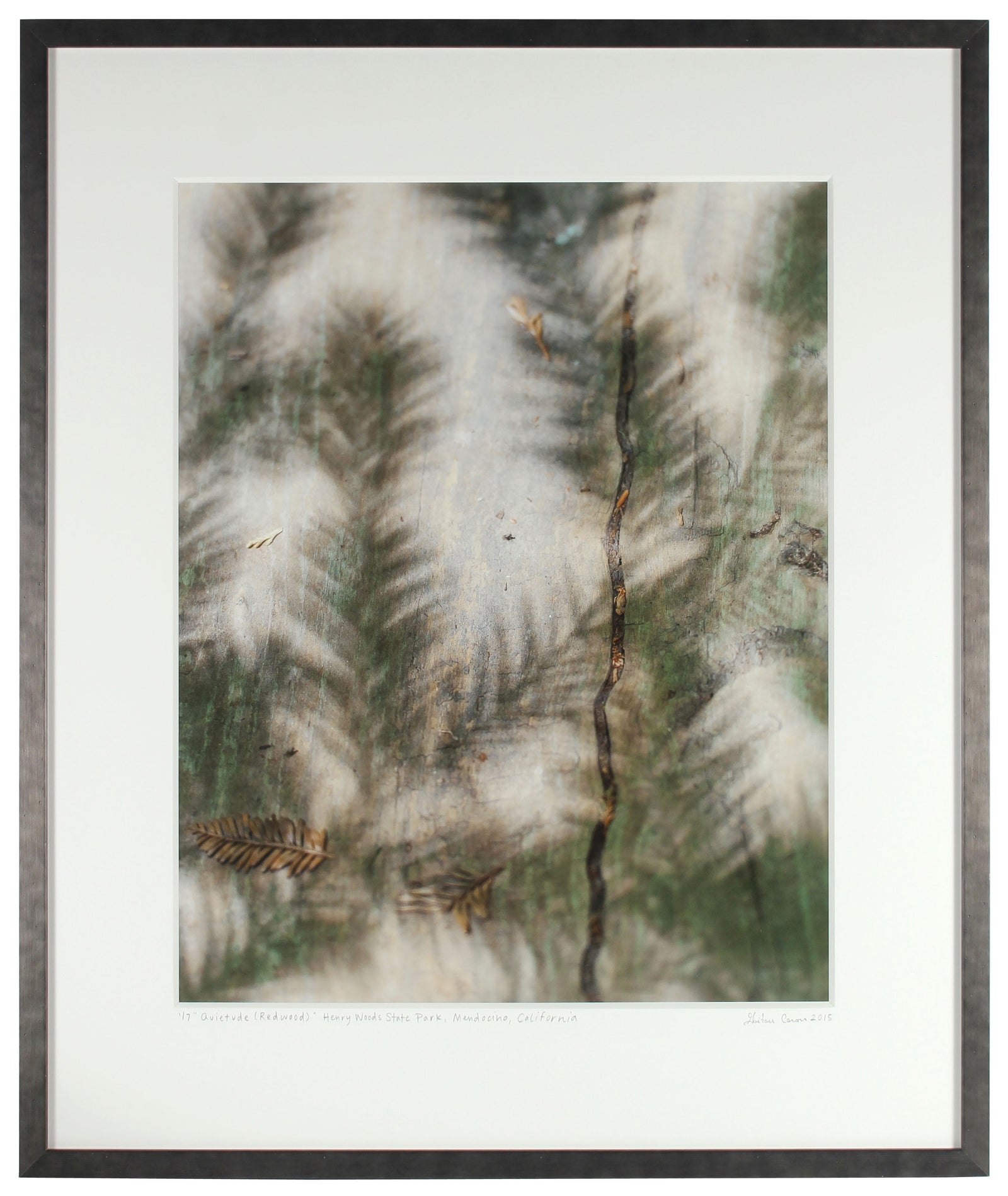 <I>Quiétude (Redwood)</I><br>Hendy Woods State Park, Mendocino, California, 2015<br><br>GC0395