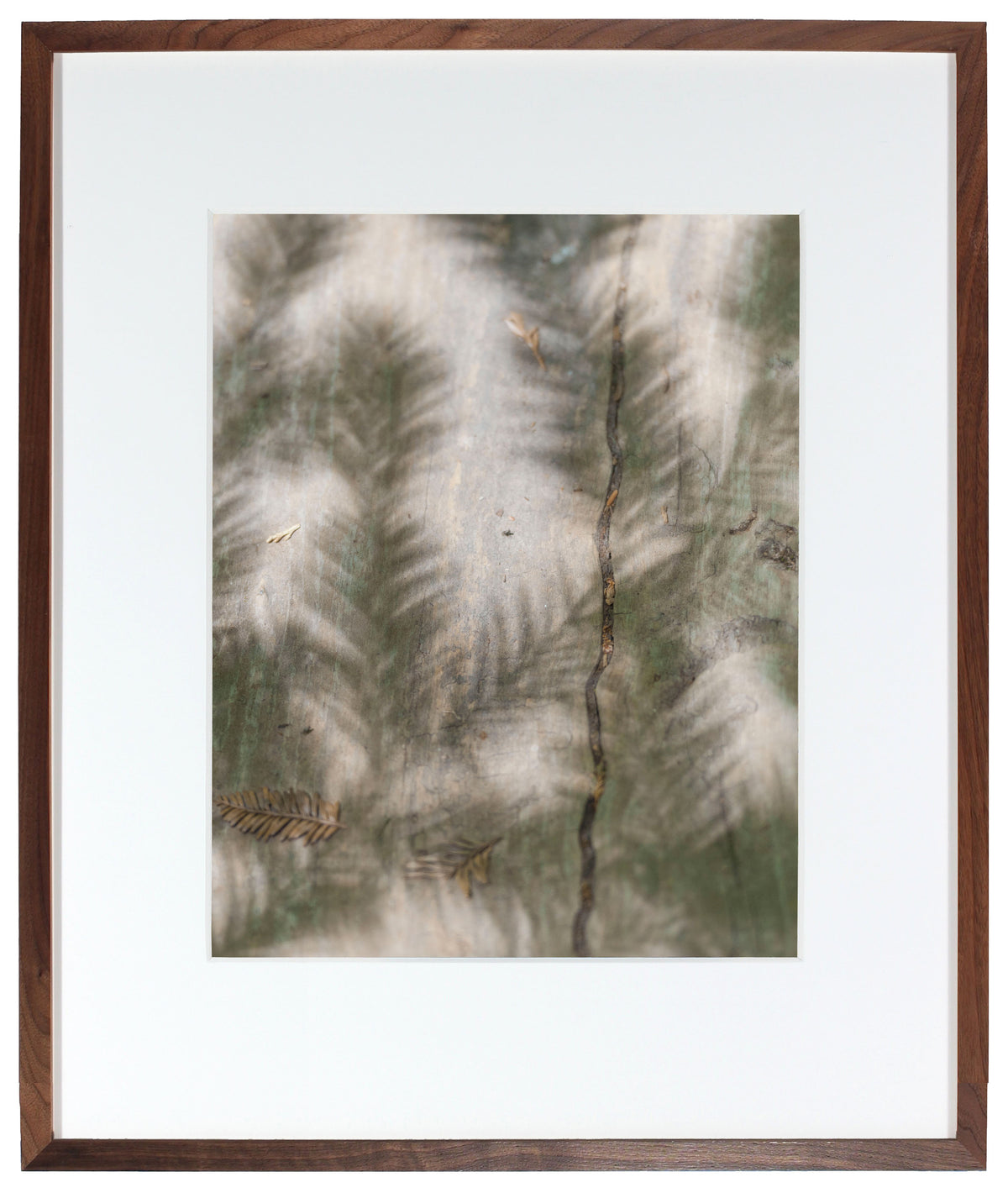 <I>Quiétude (Redwood)</I><br>Hendy Woods State Park, Mendocino, California, 2015<br><br>GC0395