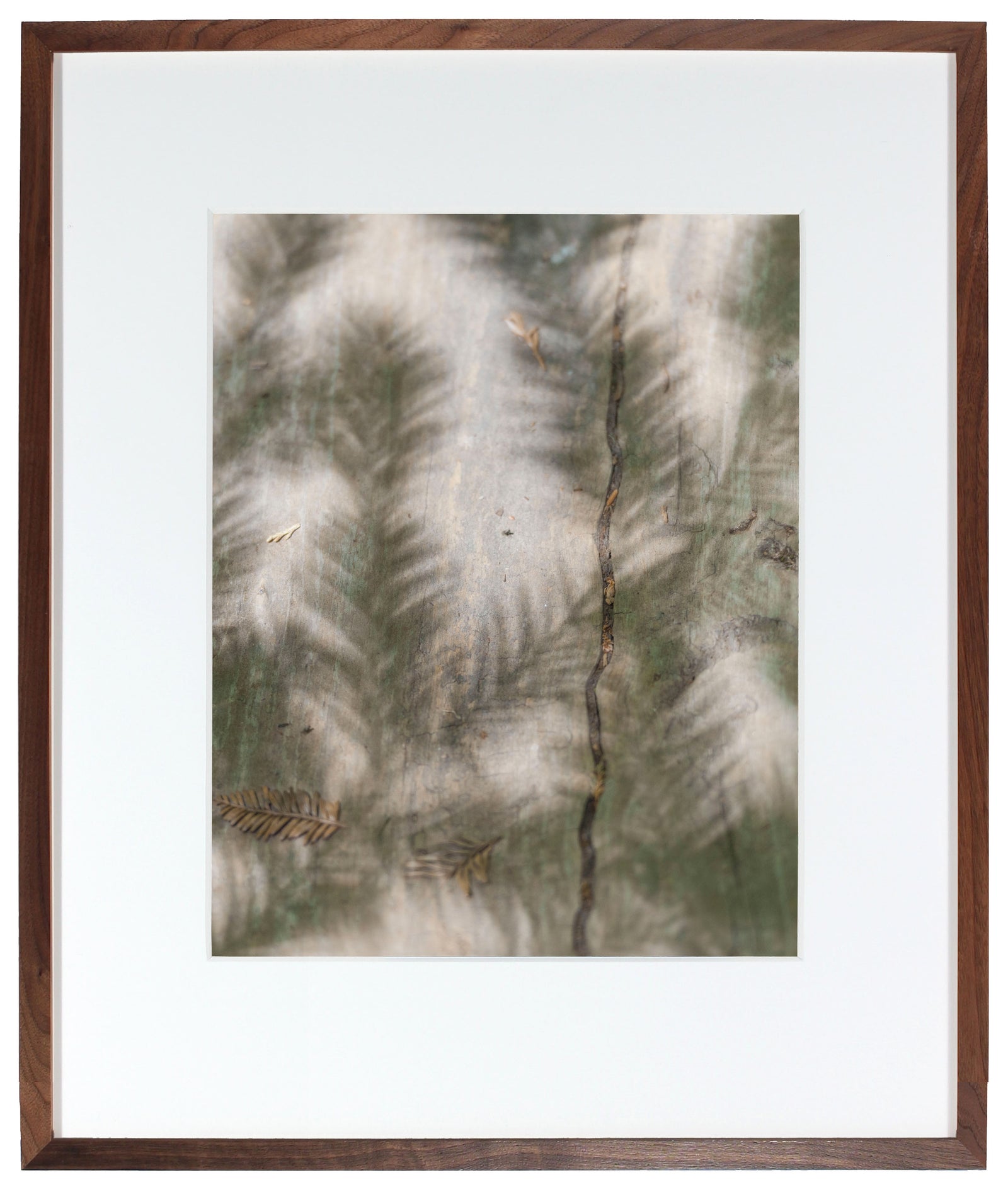 <I>Quiétude (Redwood)</I><br>Hendy Woods State Park, Mendocino, California, 2015<br><br>GC0395