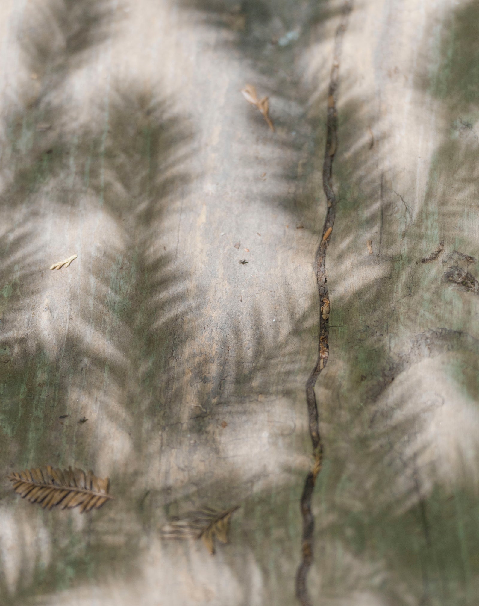 <I>Quiétude (Redwood)</I><br>Hendy Woods State Park, Mendocino, California, 2015<br><br>GC0395