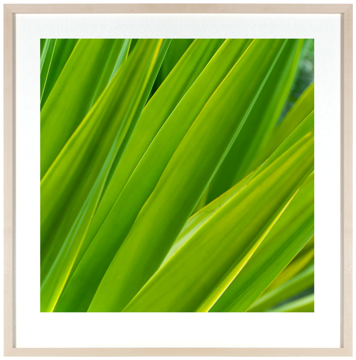 <I>Texture 7: Chlorophyll</I><br>Big Island, Hawaii, 2016<br><br>GC0404