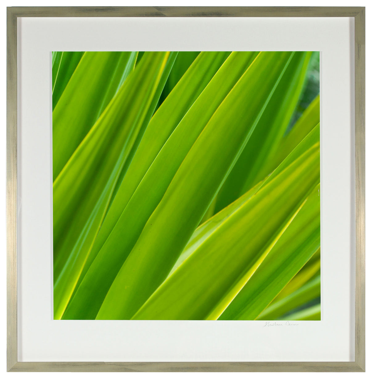 <I>Texture 7: Chlorophyll</I><br>Big Island, Hawaii, 2016<br><br>GC0404