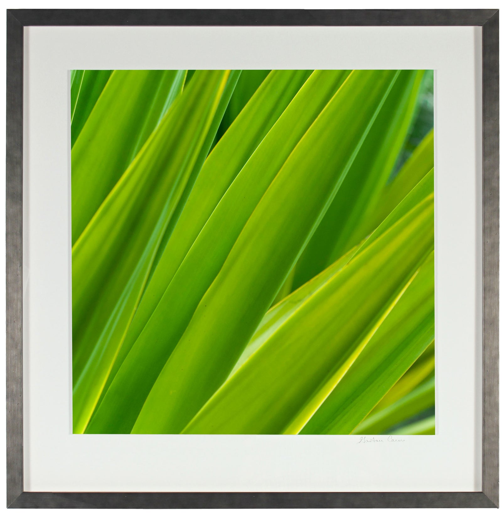 <I>Texture 7: Chlorophyll</I><br>Big Island, Hawaii, 2016<br><br>GC0404