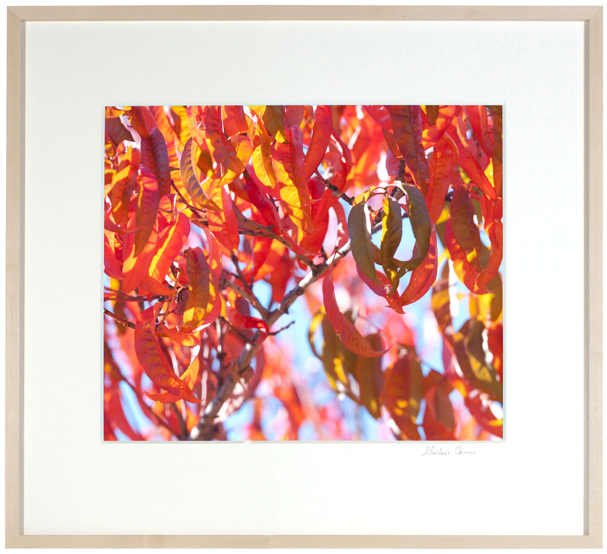 <I>Early Charlotte (Peach Tree)</I><br>Mendocino, California, 2015<br><br>GC0405