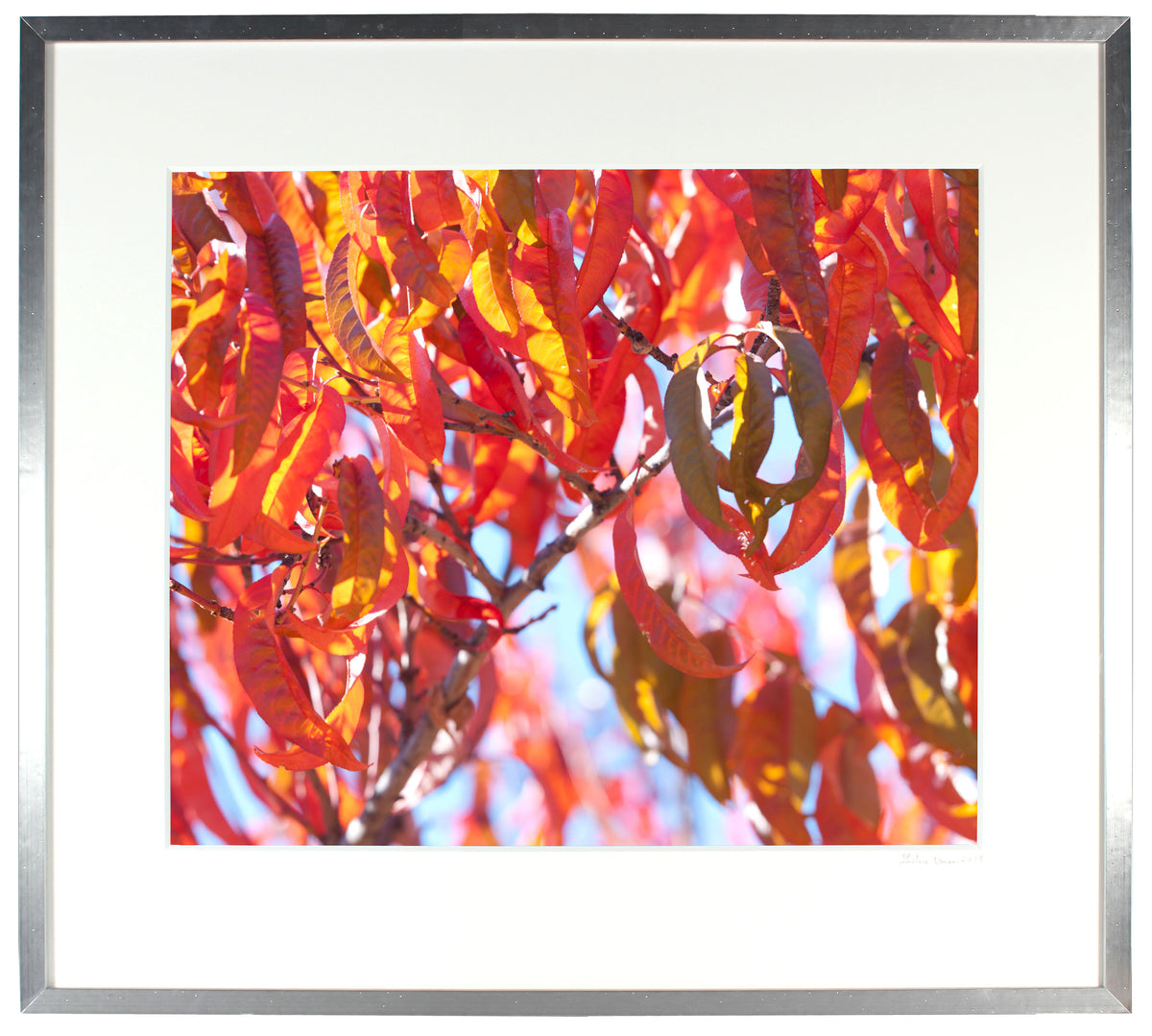 <I>Early Charlotte (Peach Tree)</I><br>Mendocino, California, 2015<br><br>GC0405