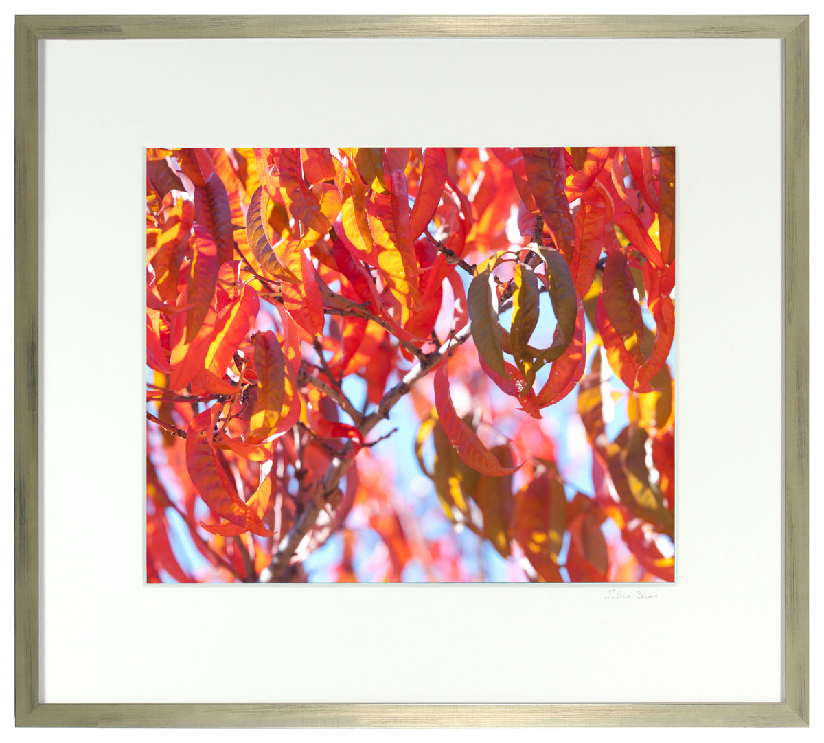 <I>Early Charlotte (Peach Tree)</I><br>Mendocino, California, 2015<br><br>GC0405